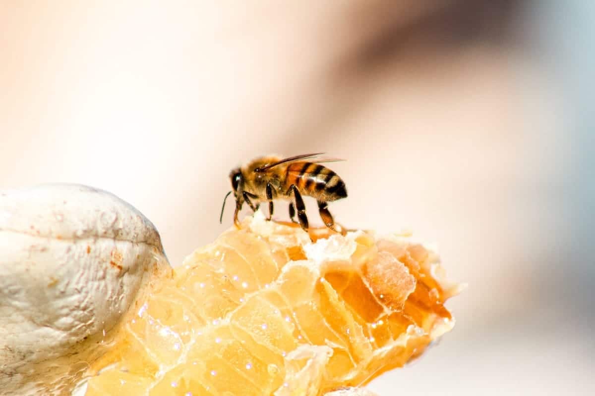 Can dogs have honey?