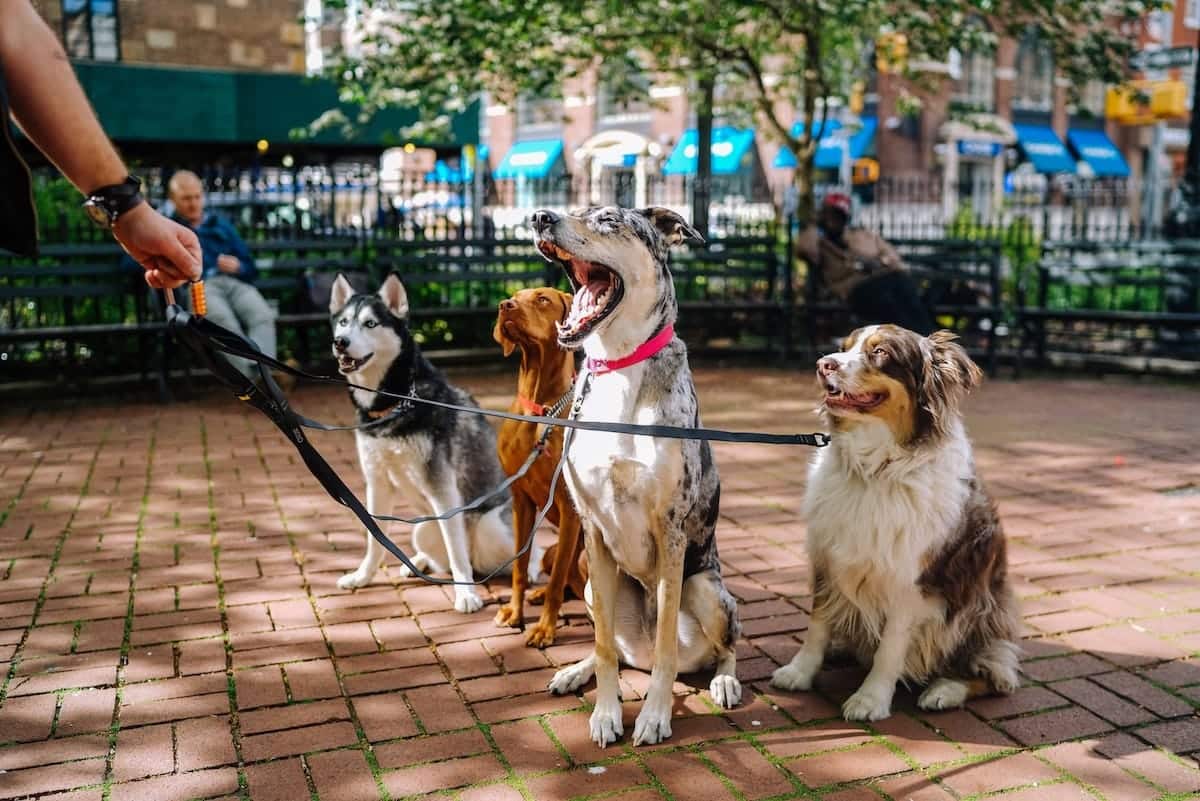 Are dogs allowed in Petco?