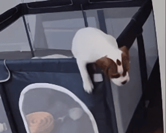 Adorable puppy escapes playpen, then sneaks back in before being noticed.