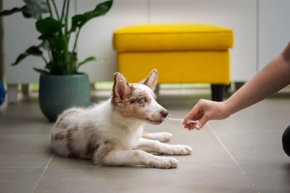 6 Puppy Parenting Tips from Expert Veterinarians