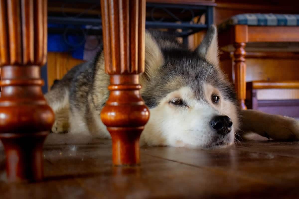 What can I give my dog for pain? 9 proven pain relief methods.
