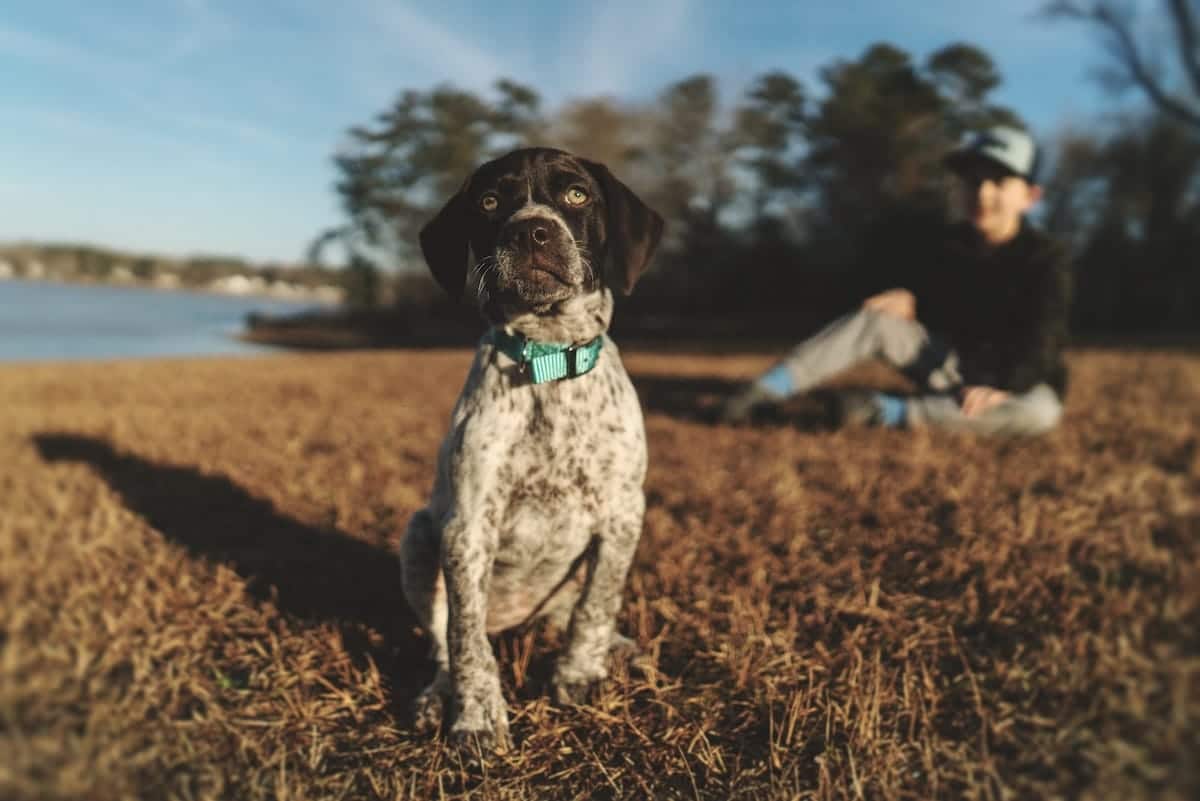 The do’s and don’ts of socializing a puppy.