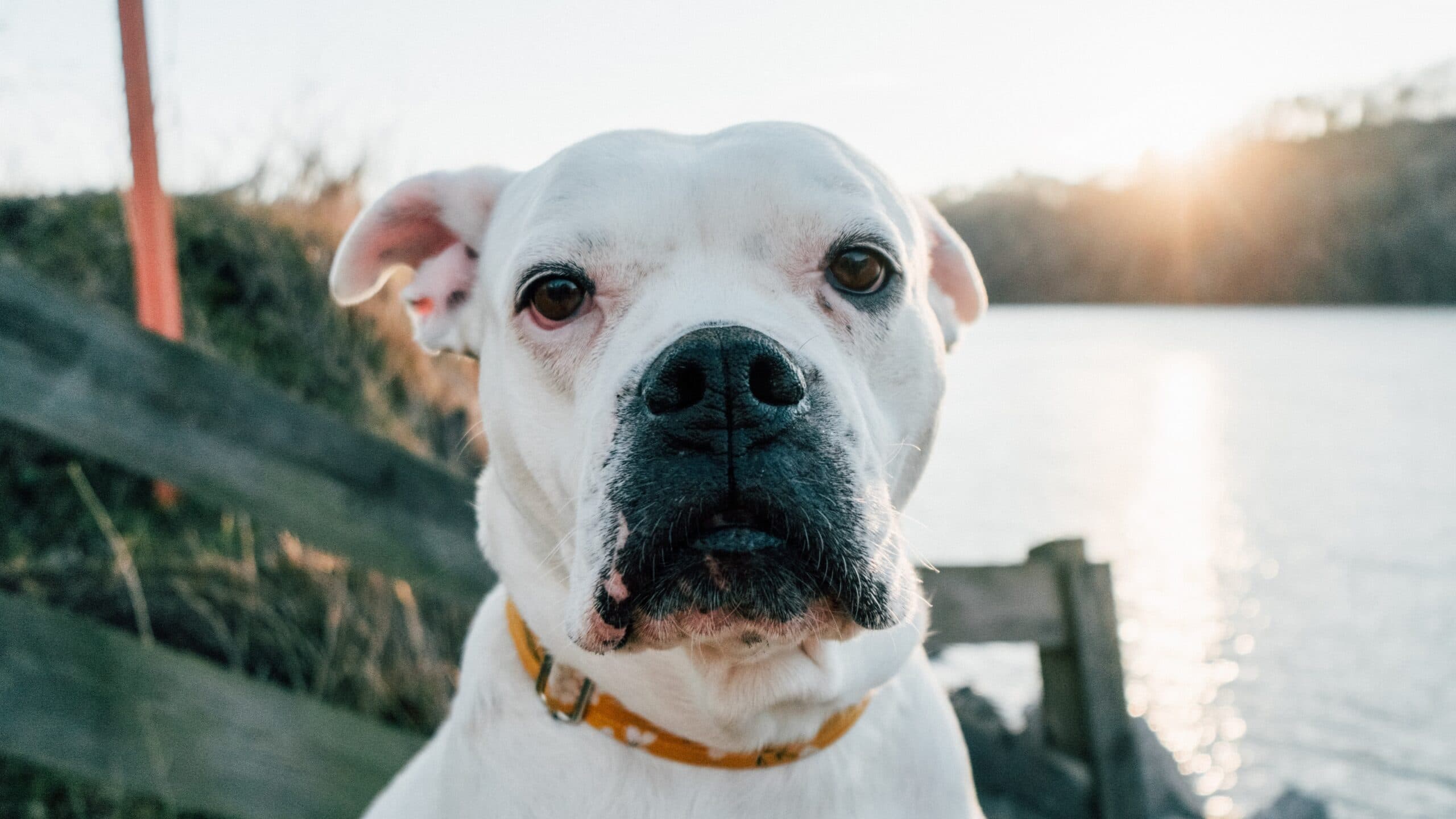 American Bulldog
