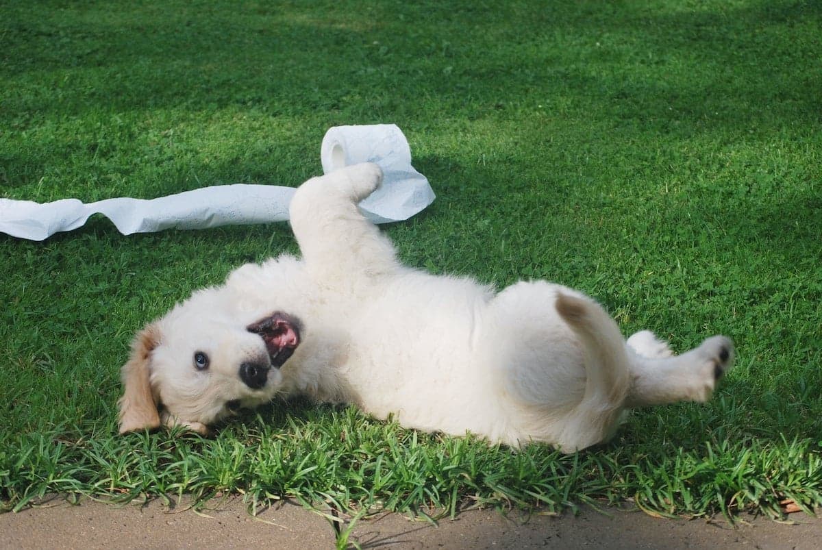 The 5 stages of newborn puppies: a week-by-week guide.