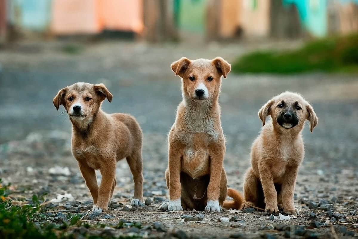 5 Pedigree dog breeds first-time dog owners should (probably) avoid.