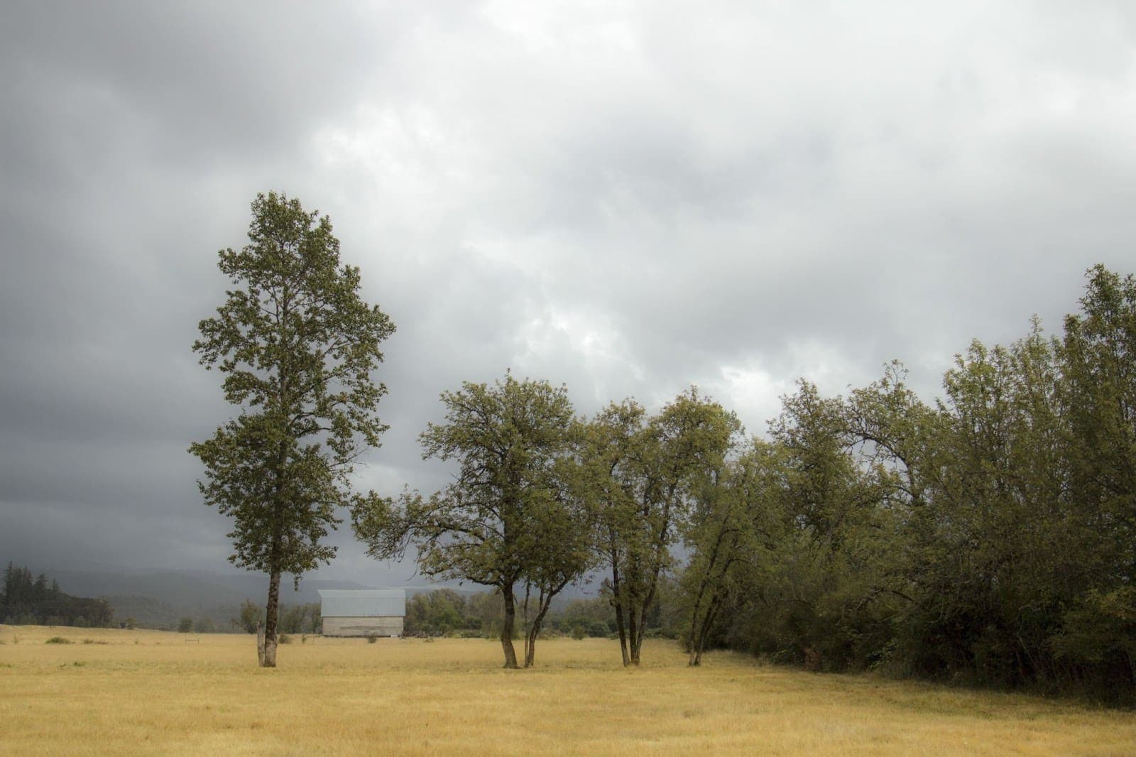 Protect Your Pets from Poor Air Quality Caused by Wildfires