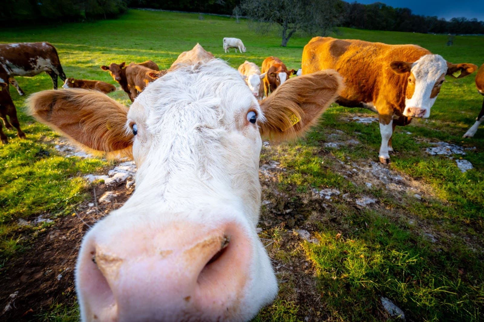 Cow Meeting Puppy is the Day Brightener You Need