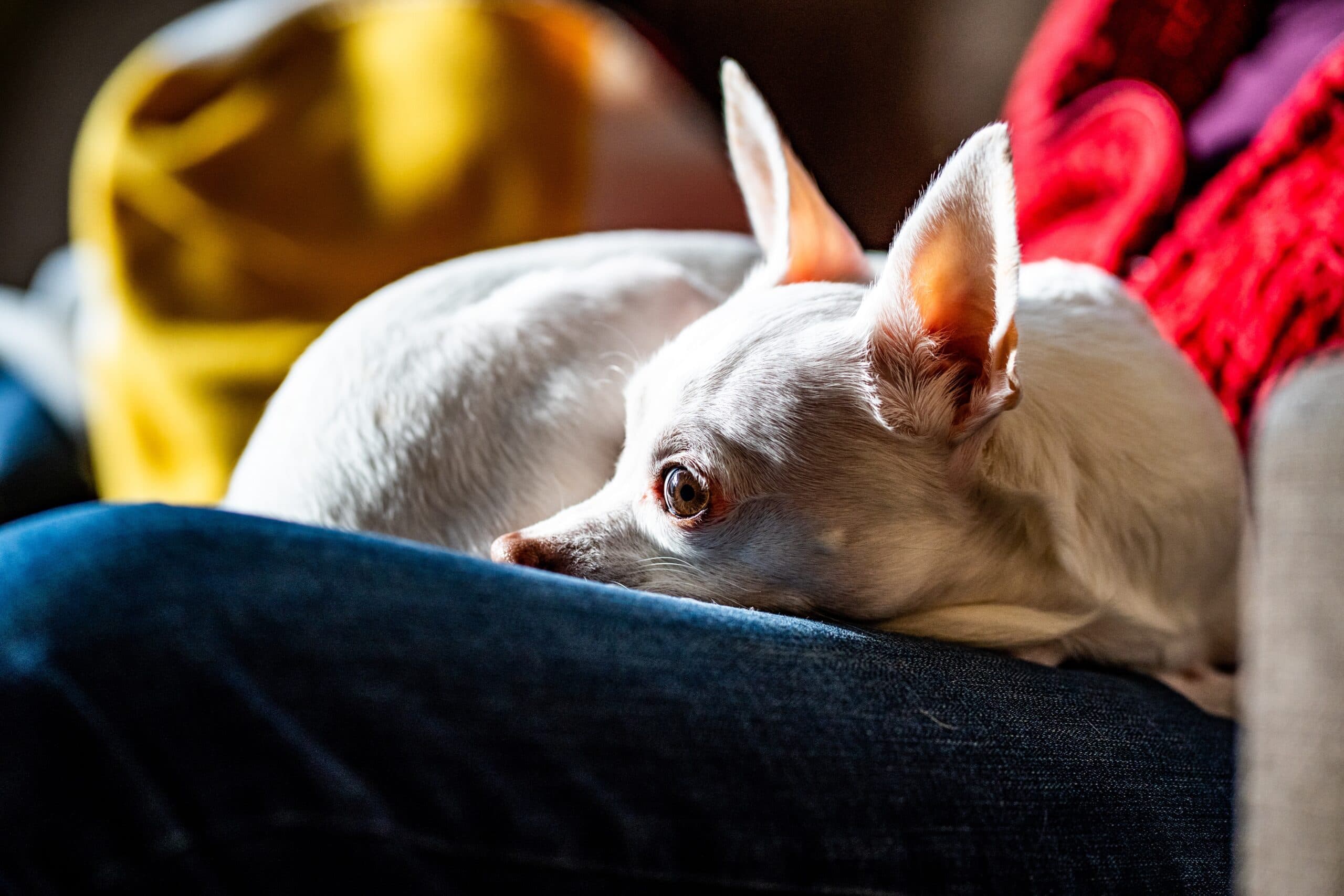 The 10 Breeds Most Likely to be Lapdogs