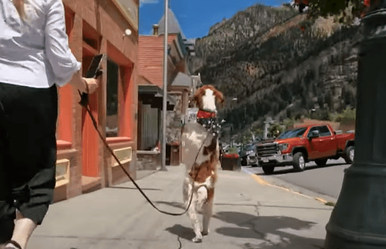 Watch Dexter the Wonder Dog Walk Like a Human