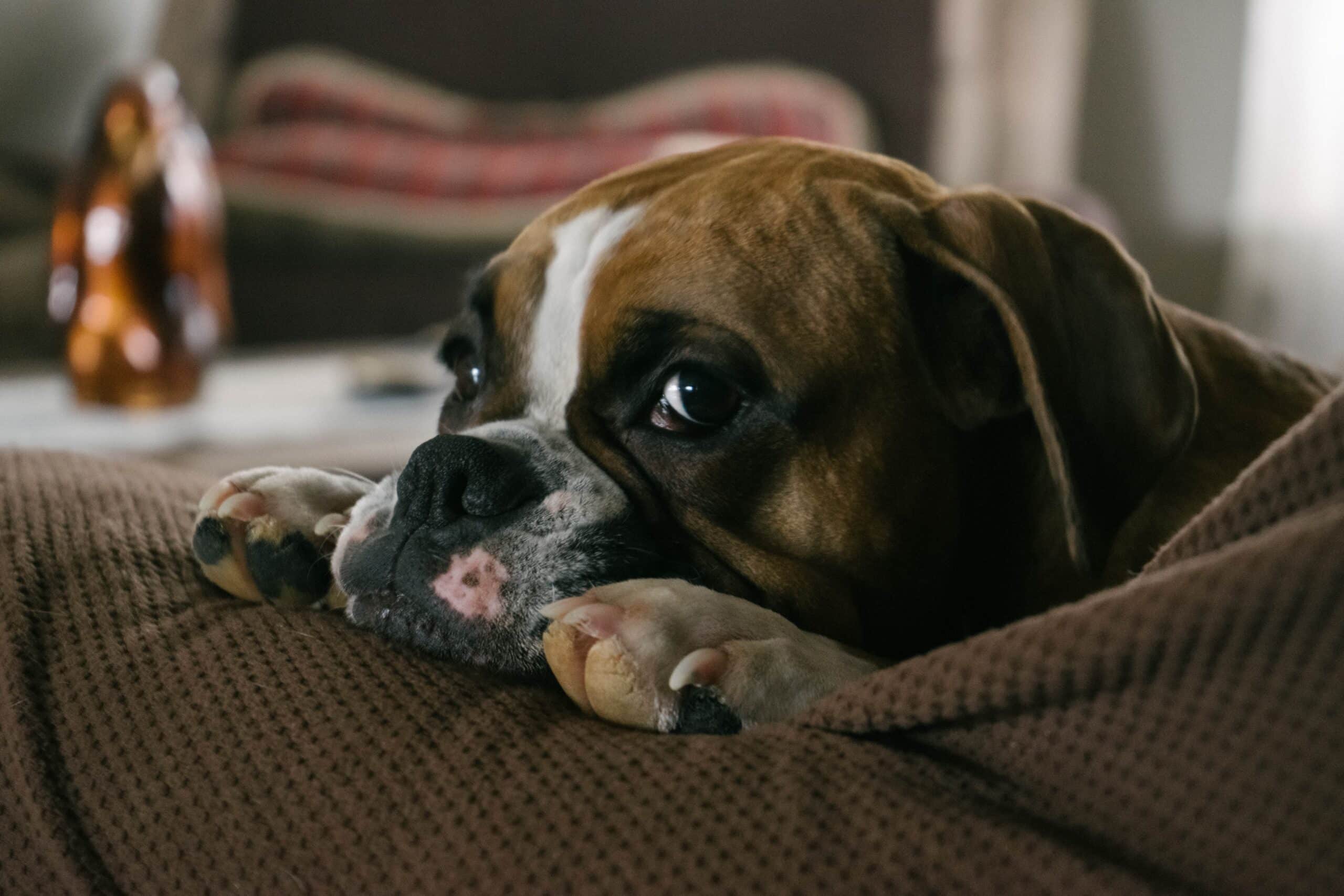 What Pup’s Paws Are Bringing Inside