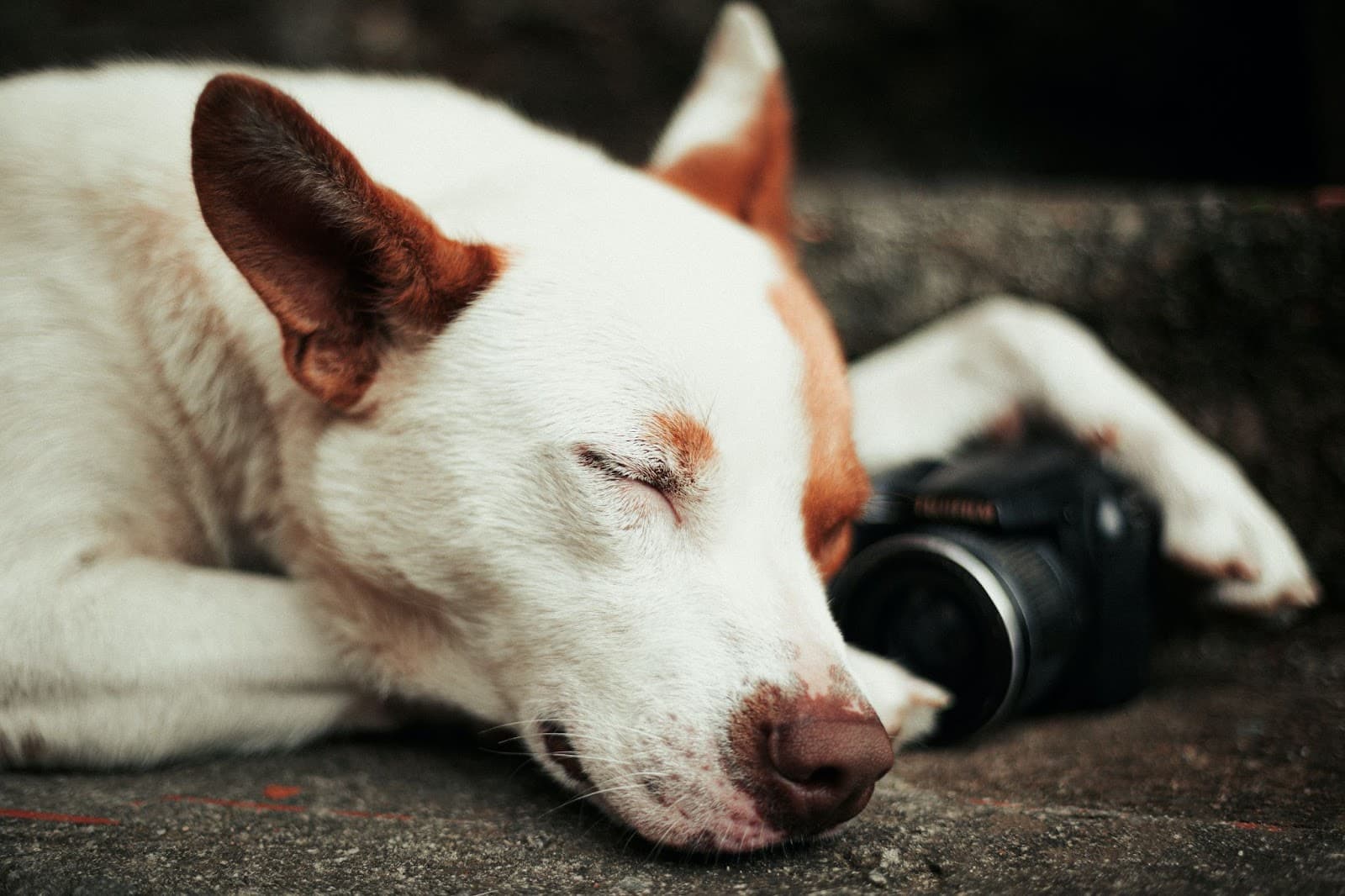 Let Sleeping Dogs Lie, They’re Cute and Learning