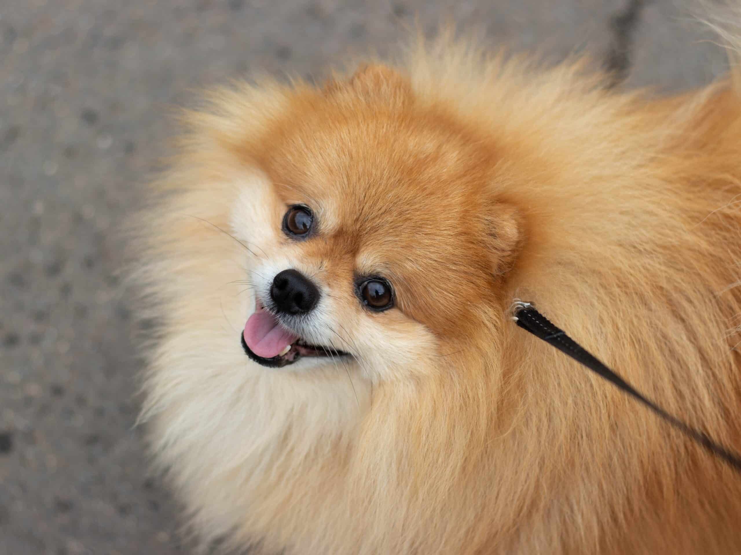 Pomeranian Fills in for Hardworking K9 and the Results are Hilarious