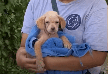 Watch as Rescued Puppy Seems to Age in Reverse