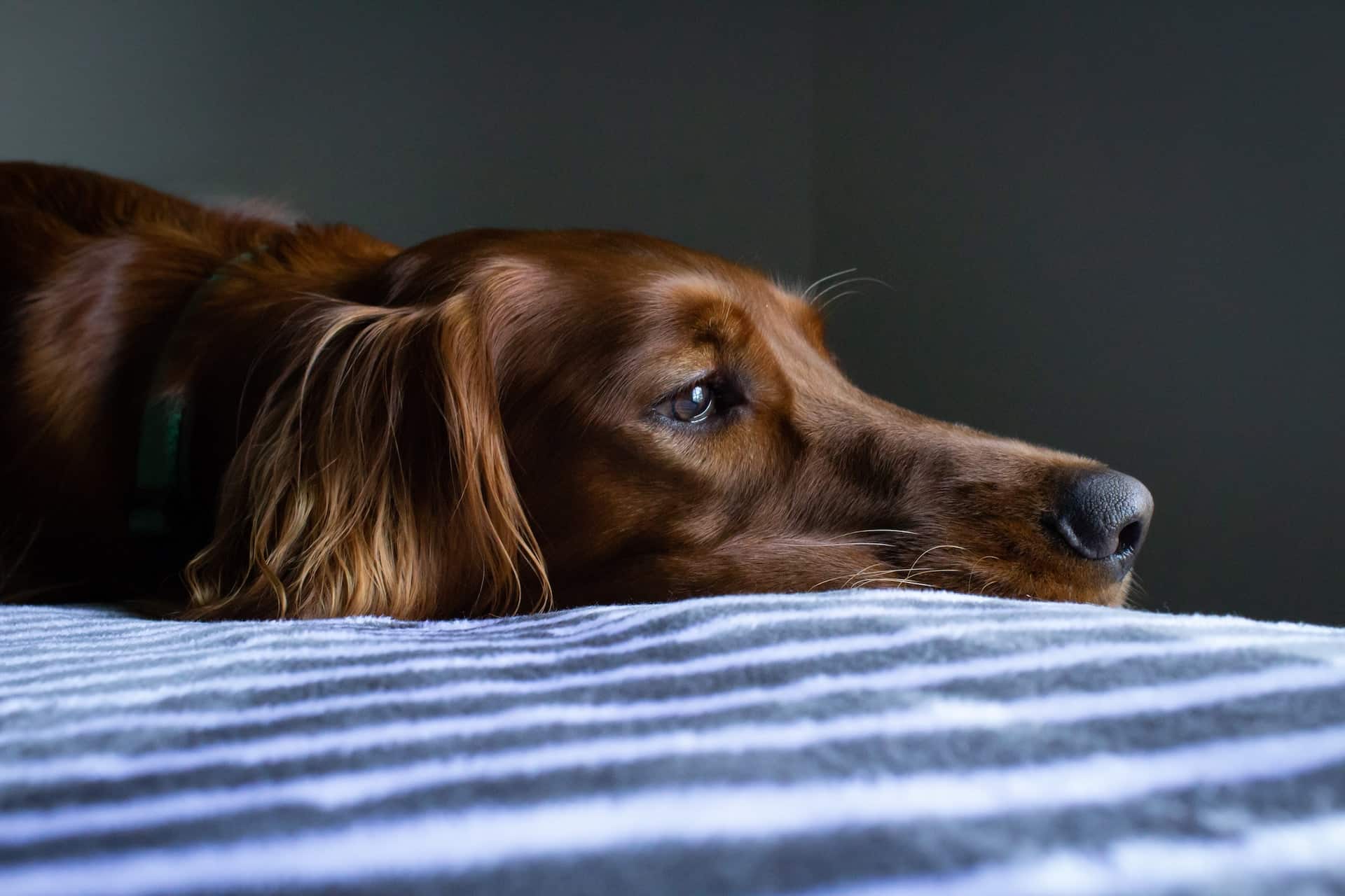 7 Signs a Dog is Sad (And How to Cheer Them Up!)