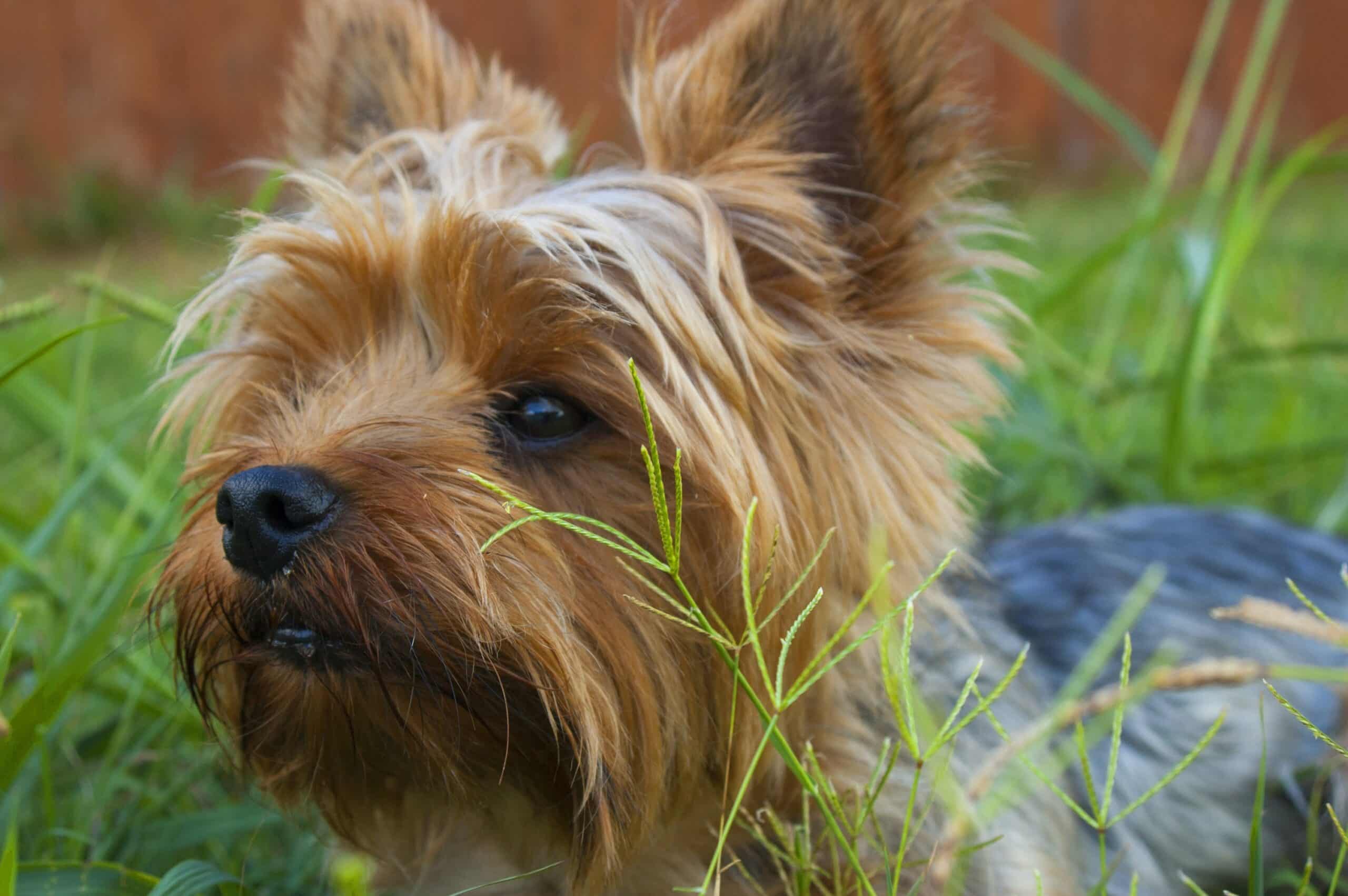 Why Does My Dog Eat Grass?