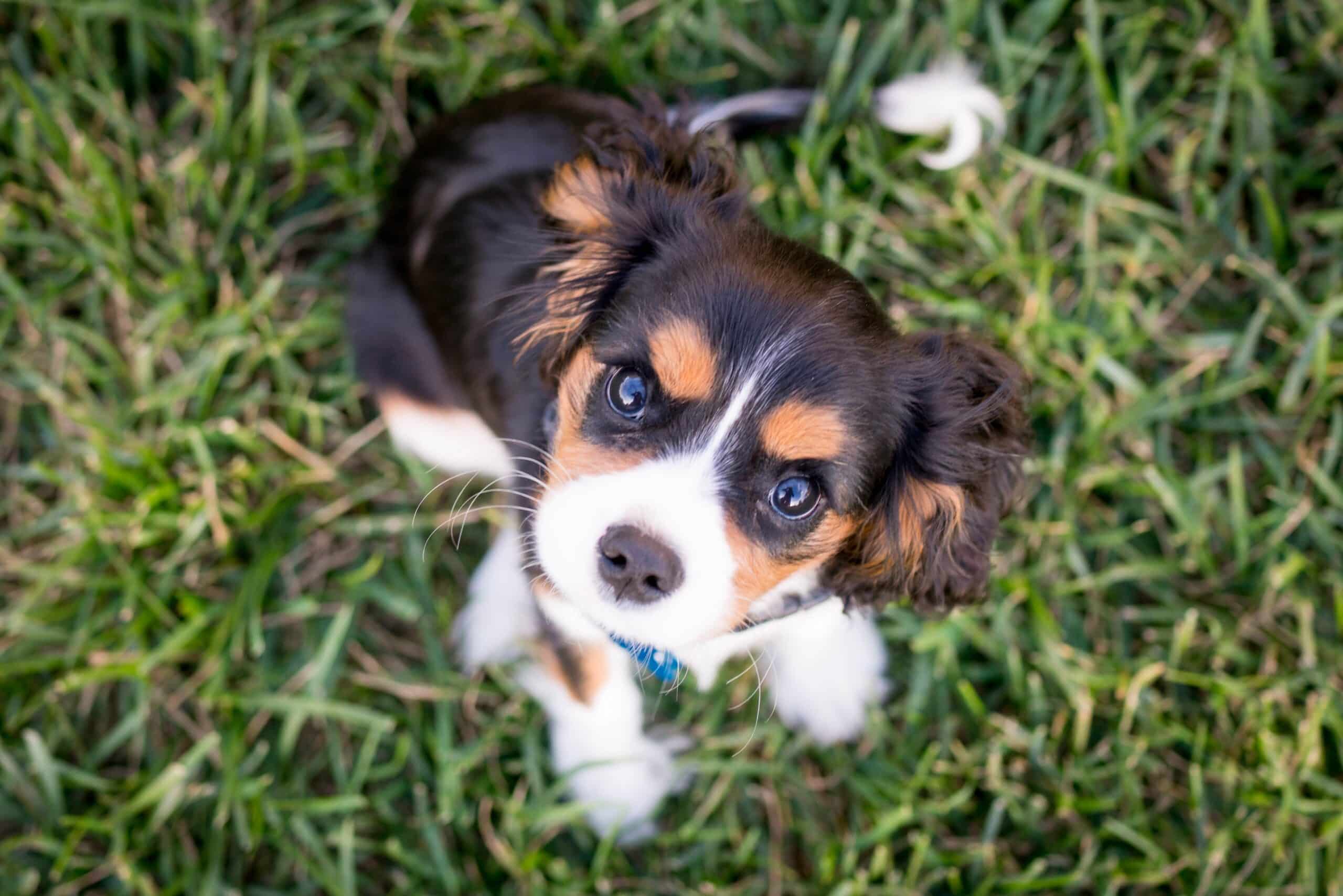 Puppy Diarrhea: Understanding and Managing a Common Issue