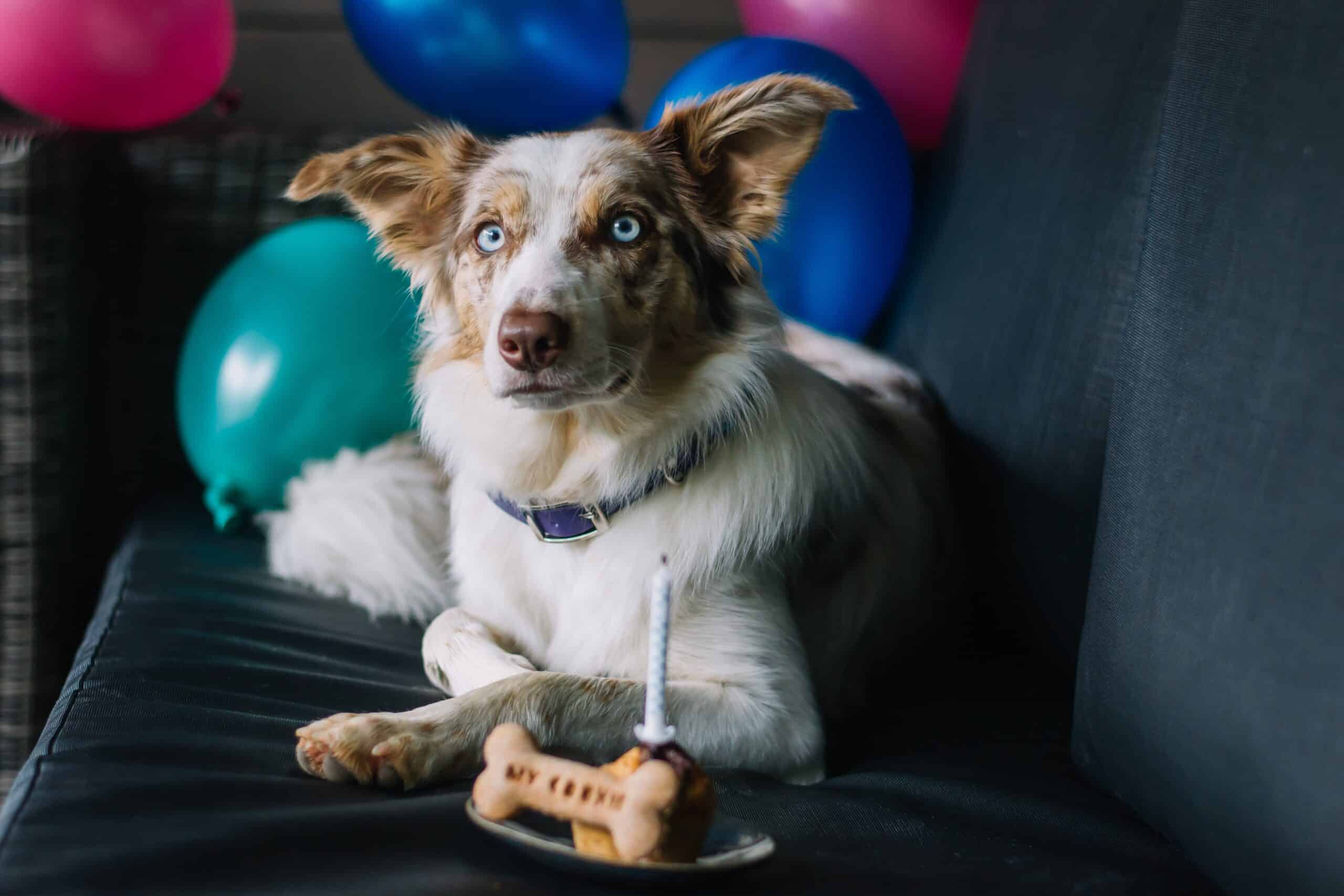 Canine Clock: Understanding Your Dog’s Life Stages in Human Years