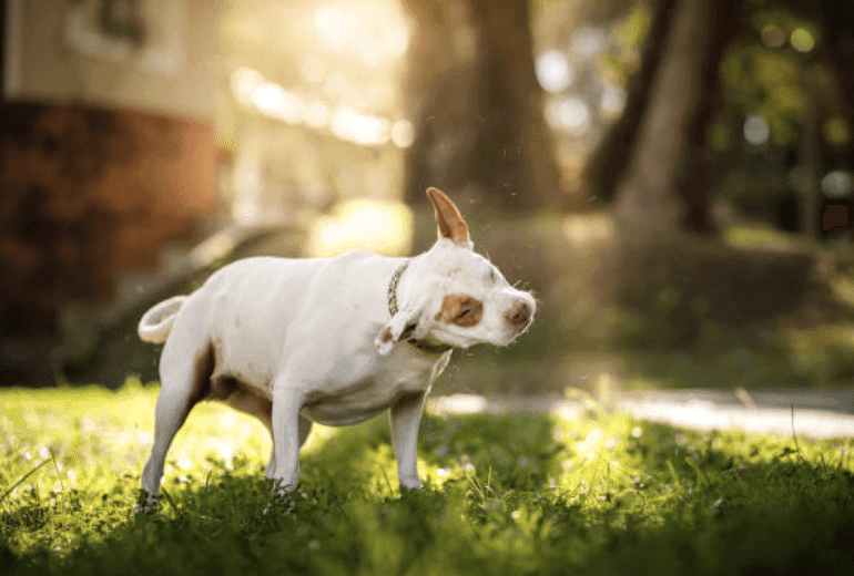 Why Dogs Shake: Decoding Canine Shivers