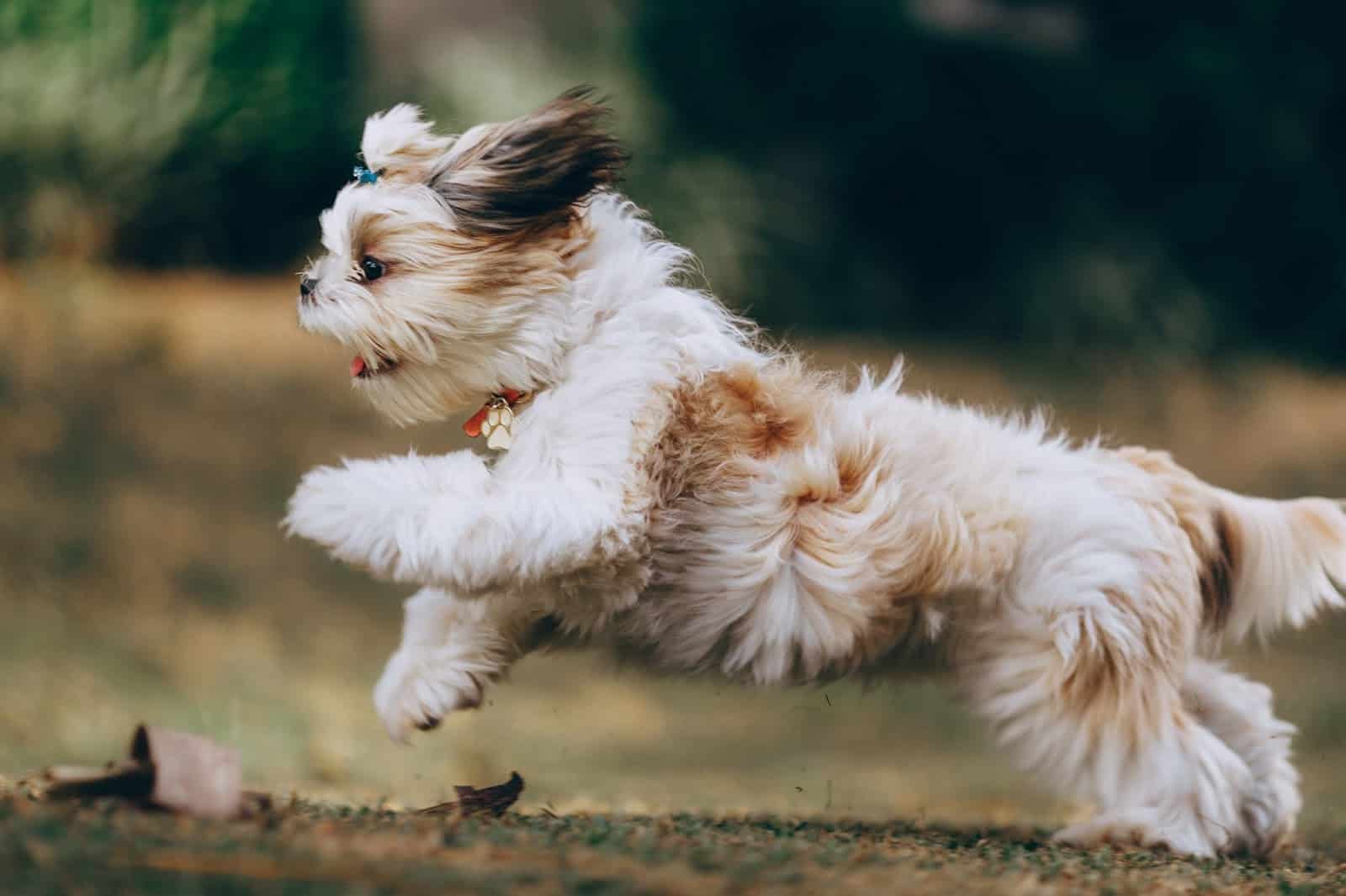 Go, Doggie, Go! What are the dog zoomies?