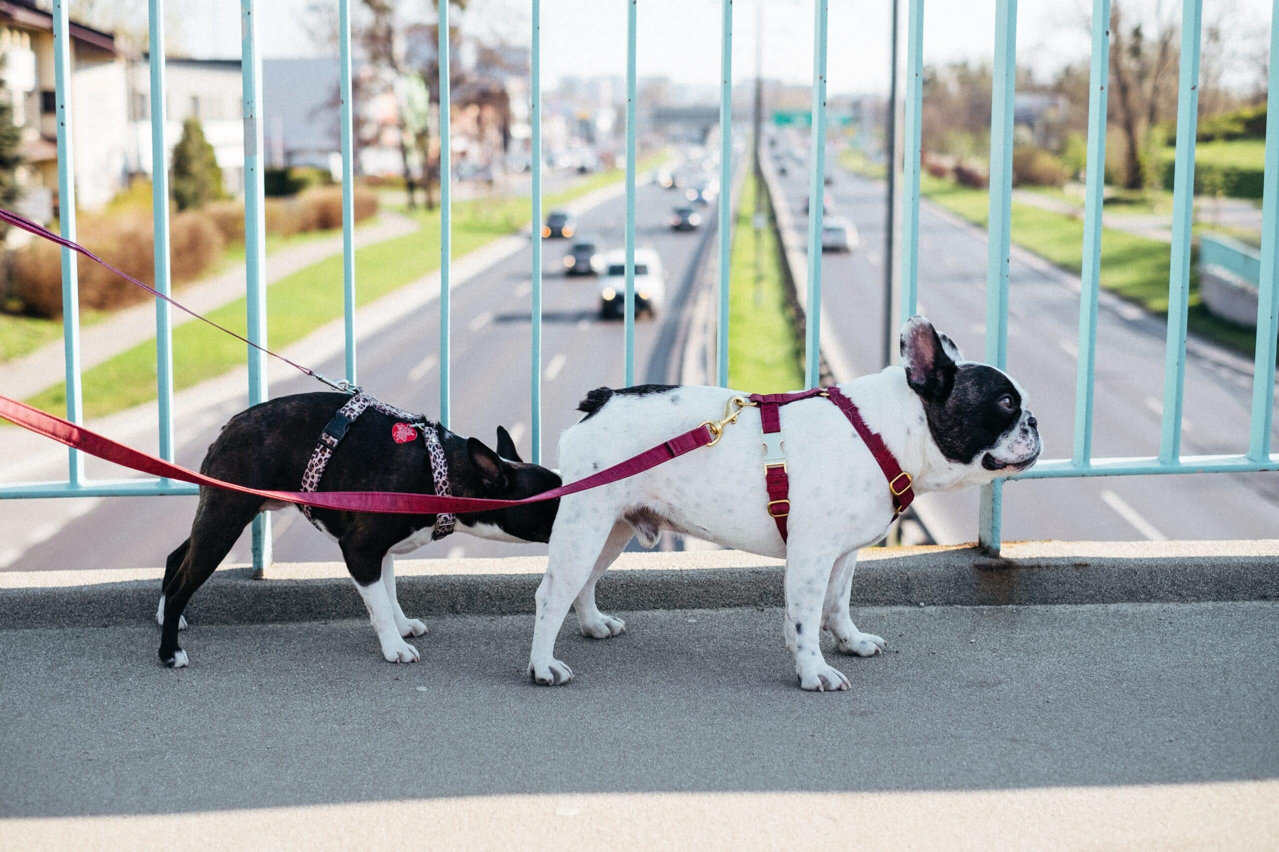 Why Dogs Sniff Butts: The Science Behind the Behavior