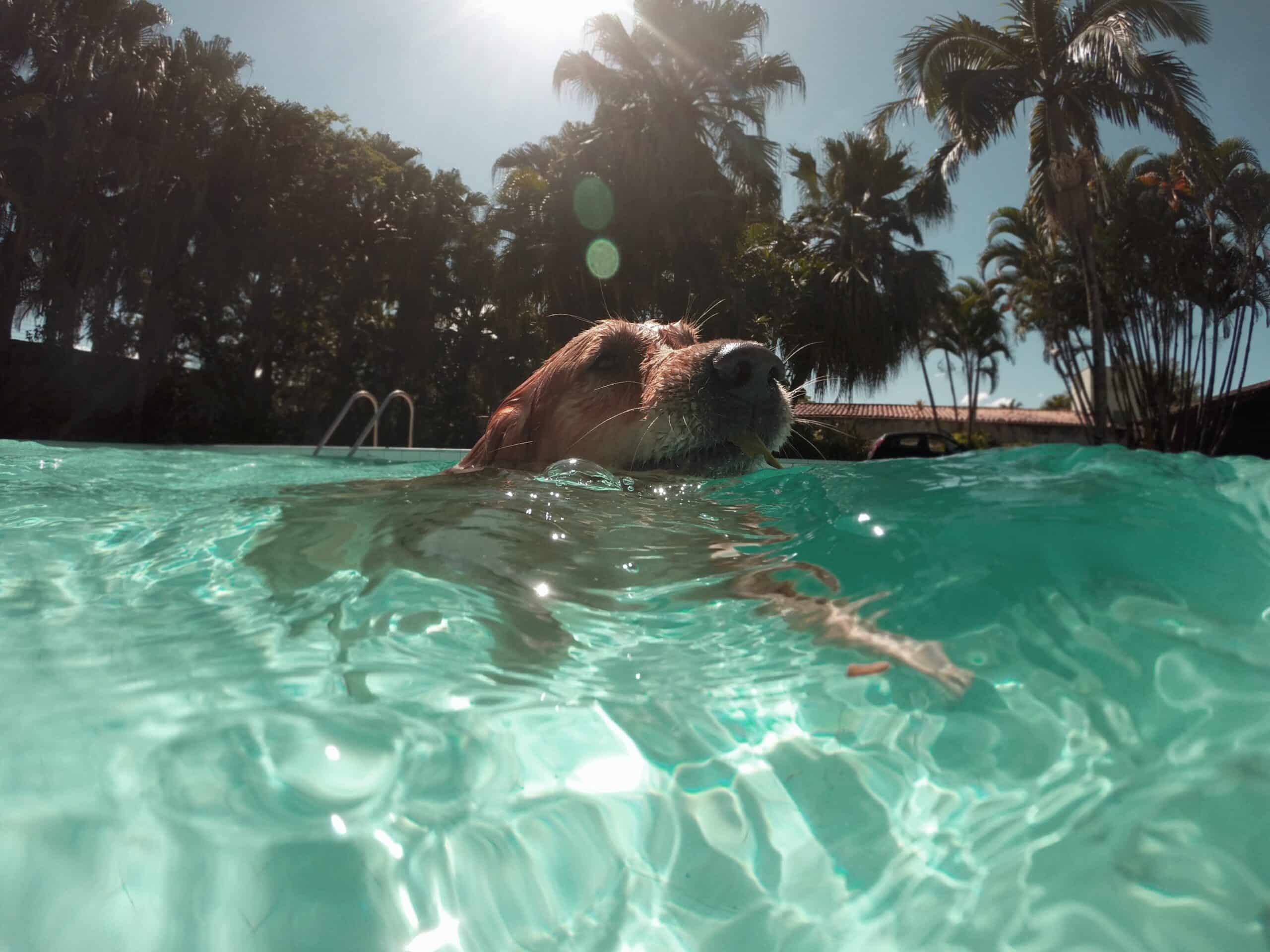 Trespass and Splash! Adorable Pup Sneaks into Neighbor’s Pool