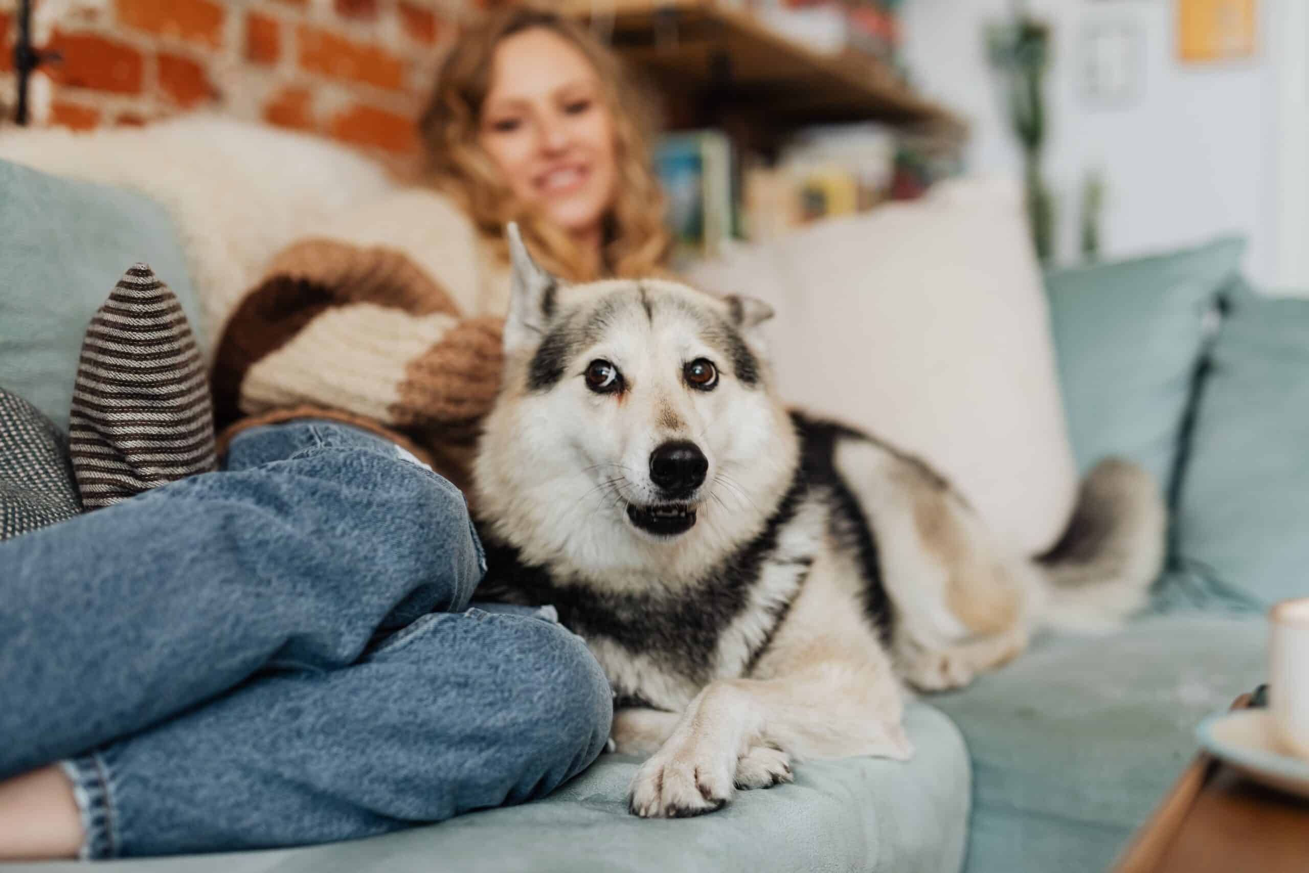 The Scoop on Emotional Support Animals