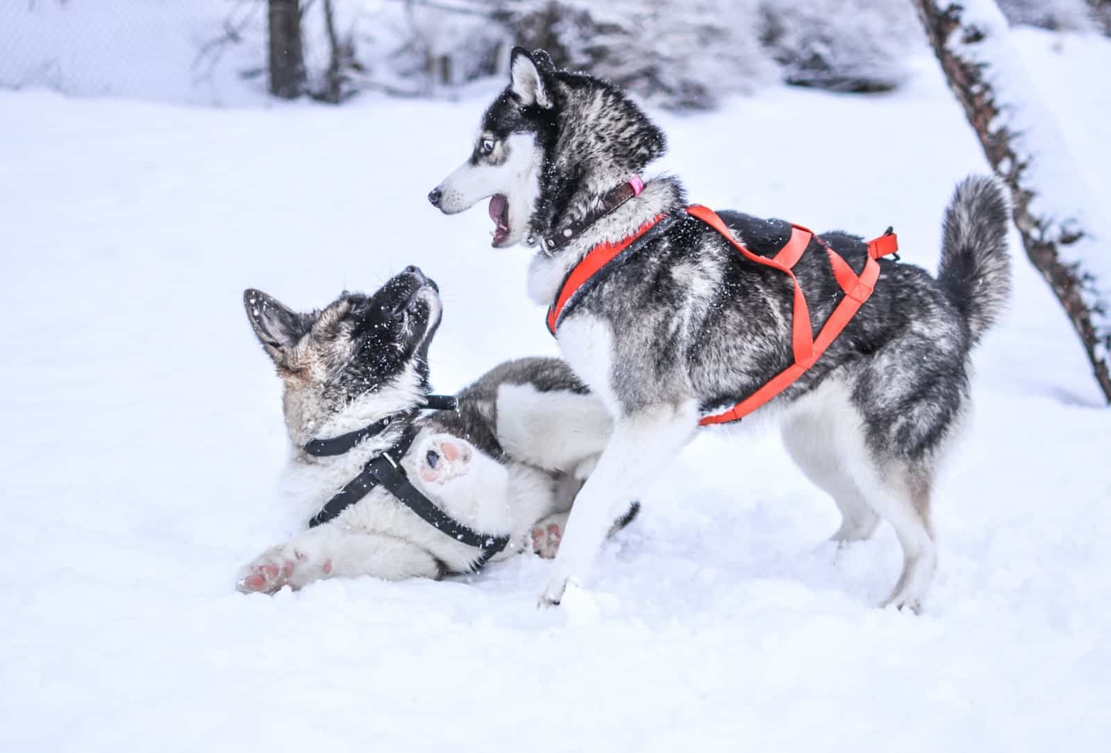 Adorable Avalanche Puppy Takes The Web By Storm