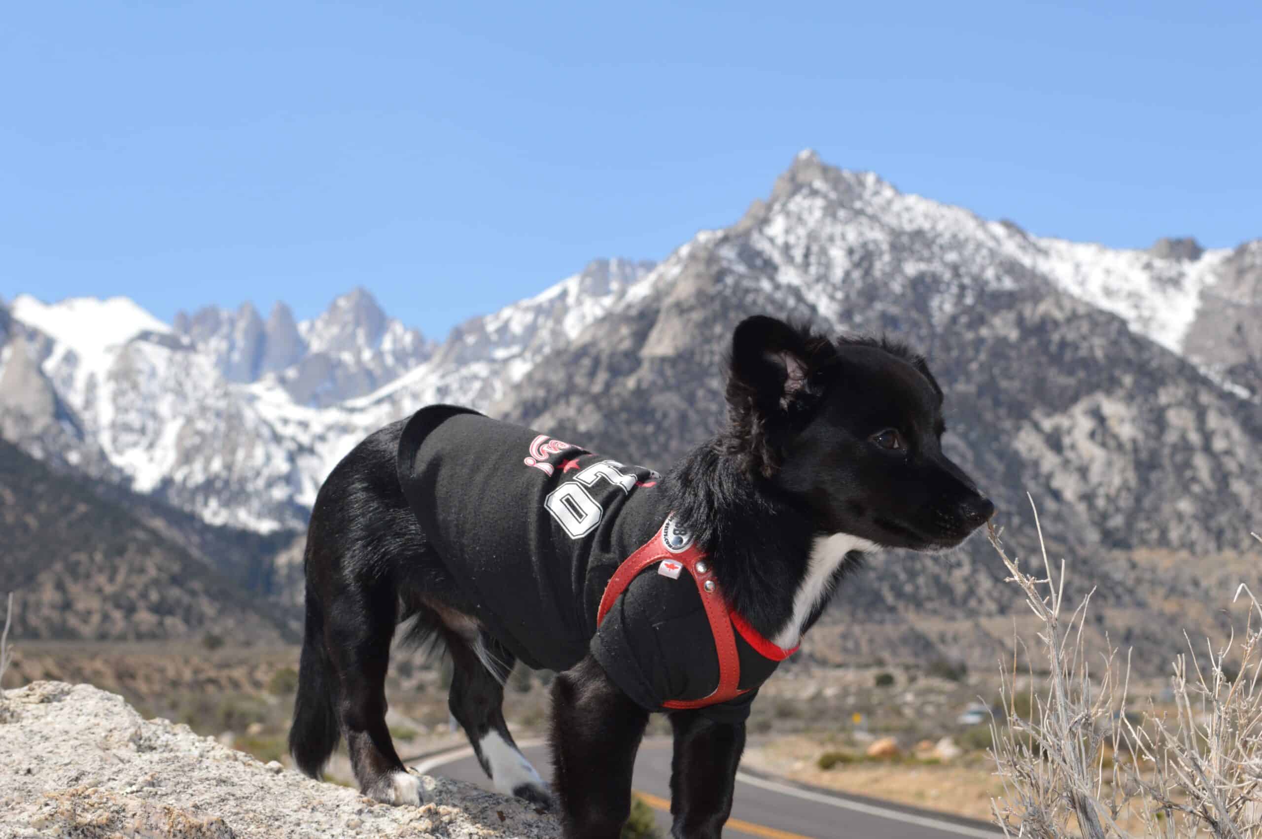 Borador Dog: Resulting From–The Mix Guide