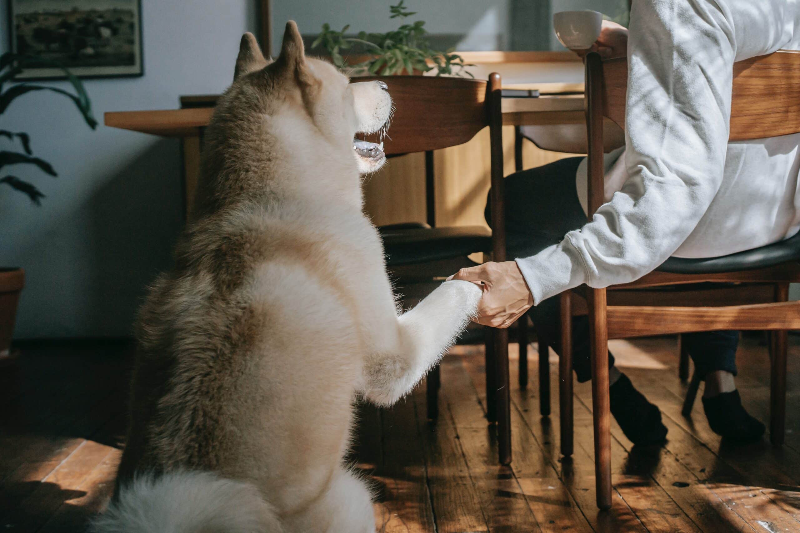 Love After Loss: Grieving Grandma Adopts Dog