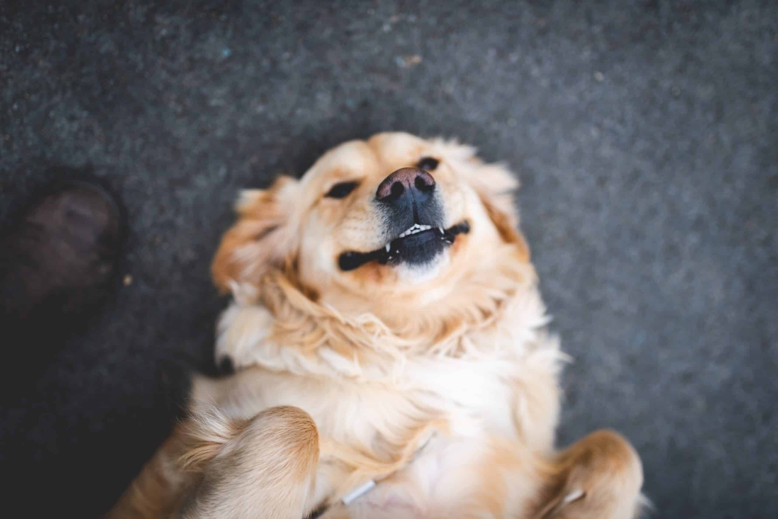 Brews, Barks, and Belly-Flops: A Golden Retriever’s Epic Day Out