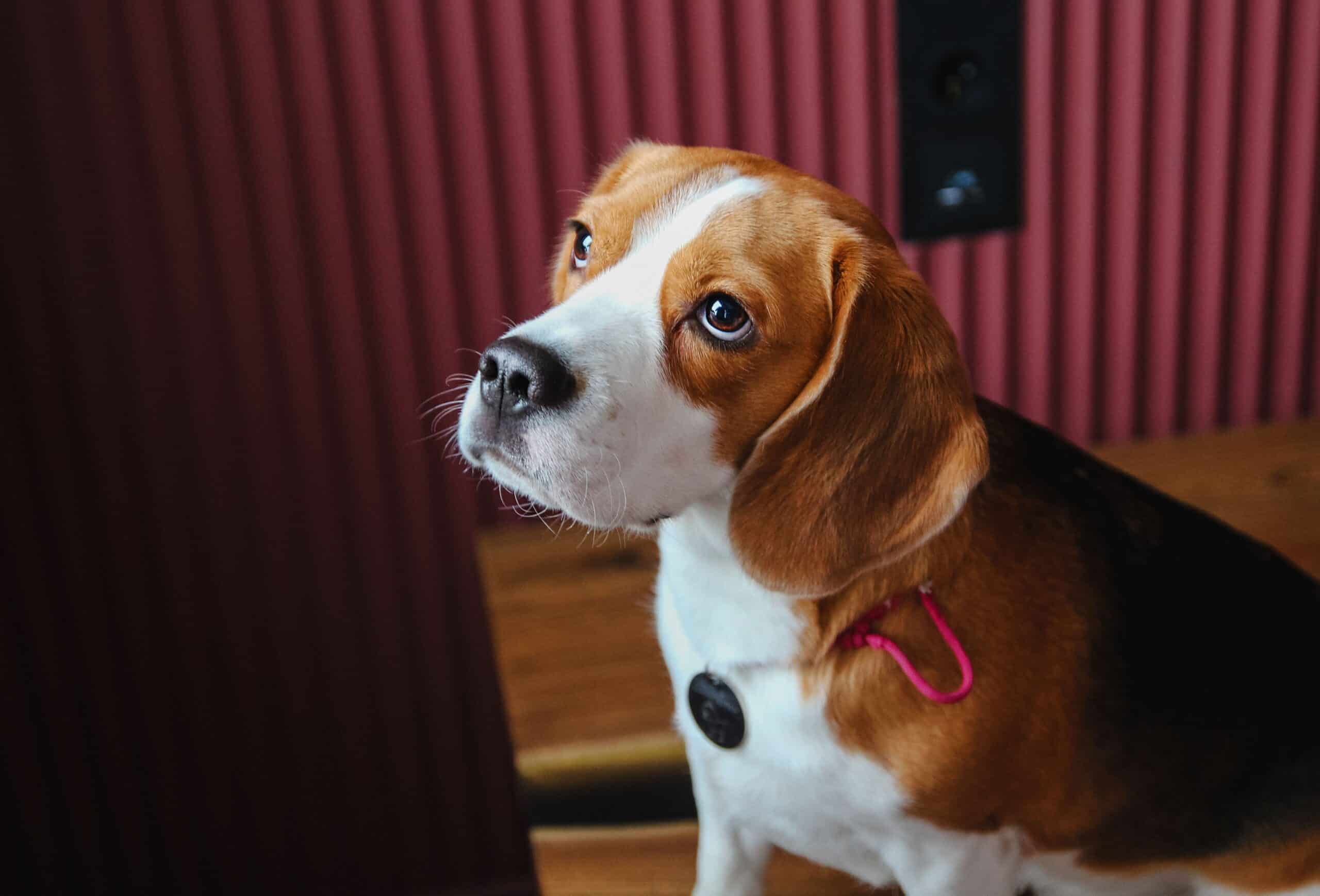 Reverse Sneezing in Dogs: Causes and Ways to Help