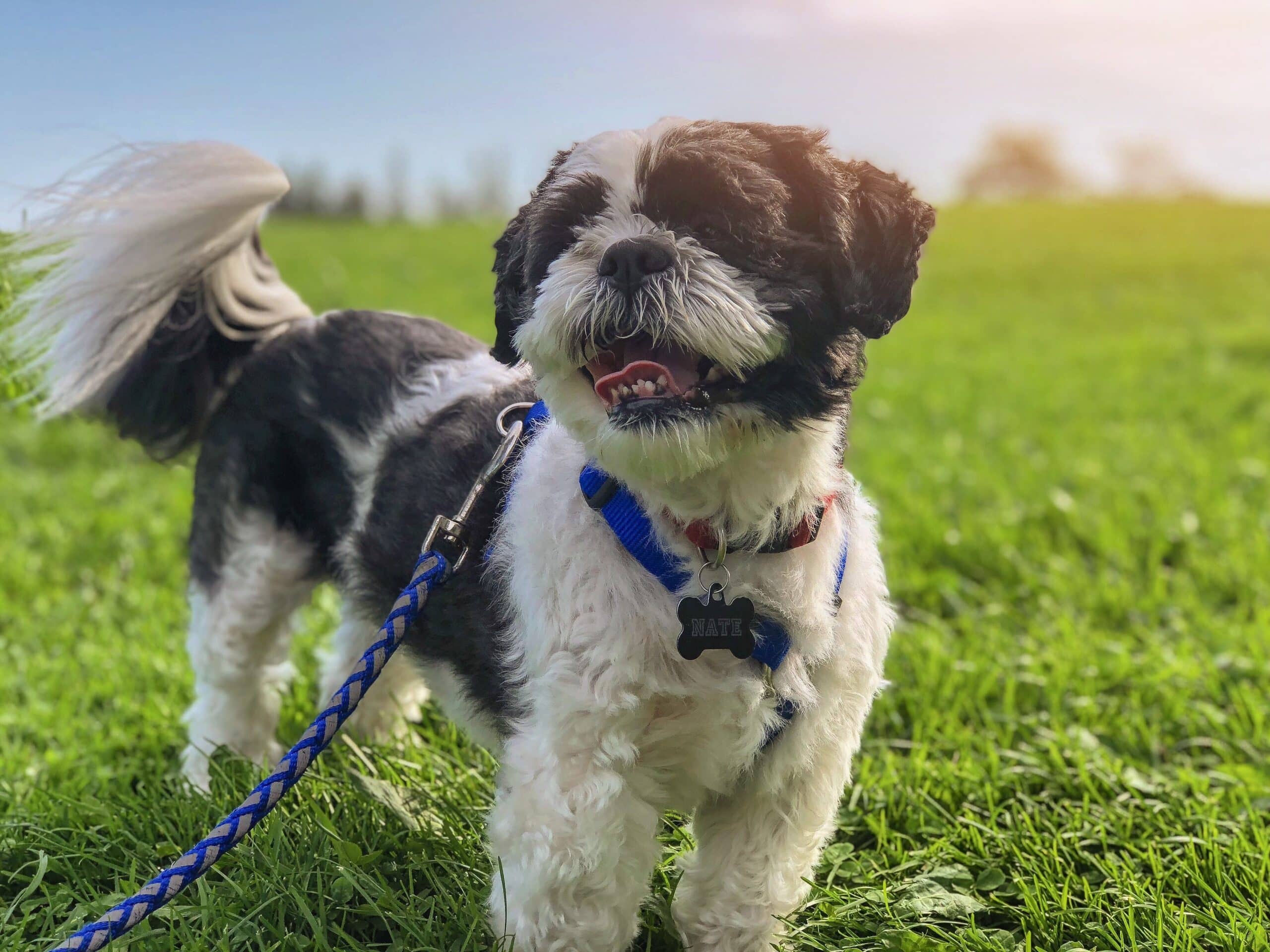 Leash Training in Four Easy Steps