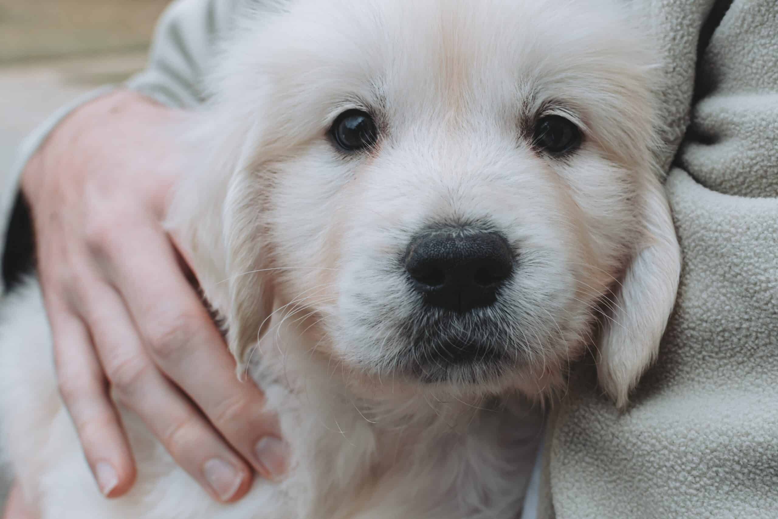 7 Tips for Puppy First Aid