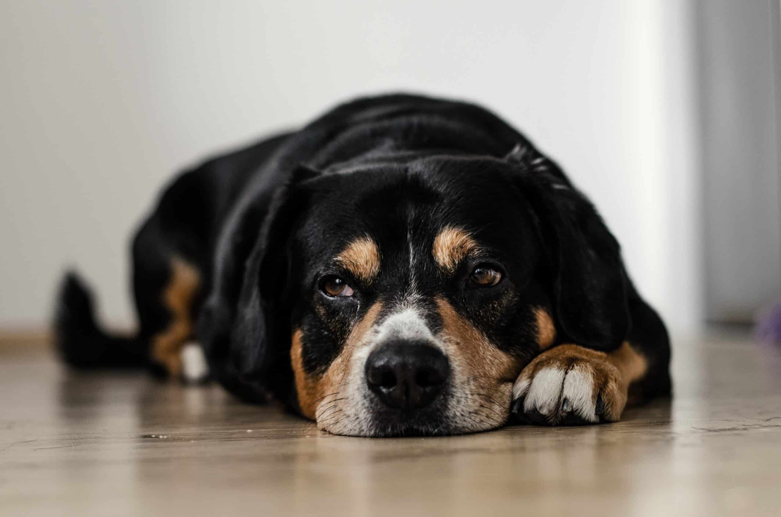 Antibiotics for Dogs: A Guide for Responsible Dog Owners