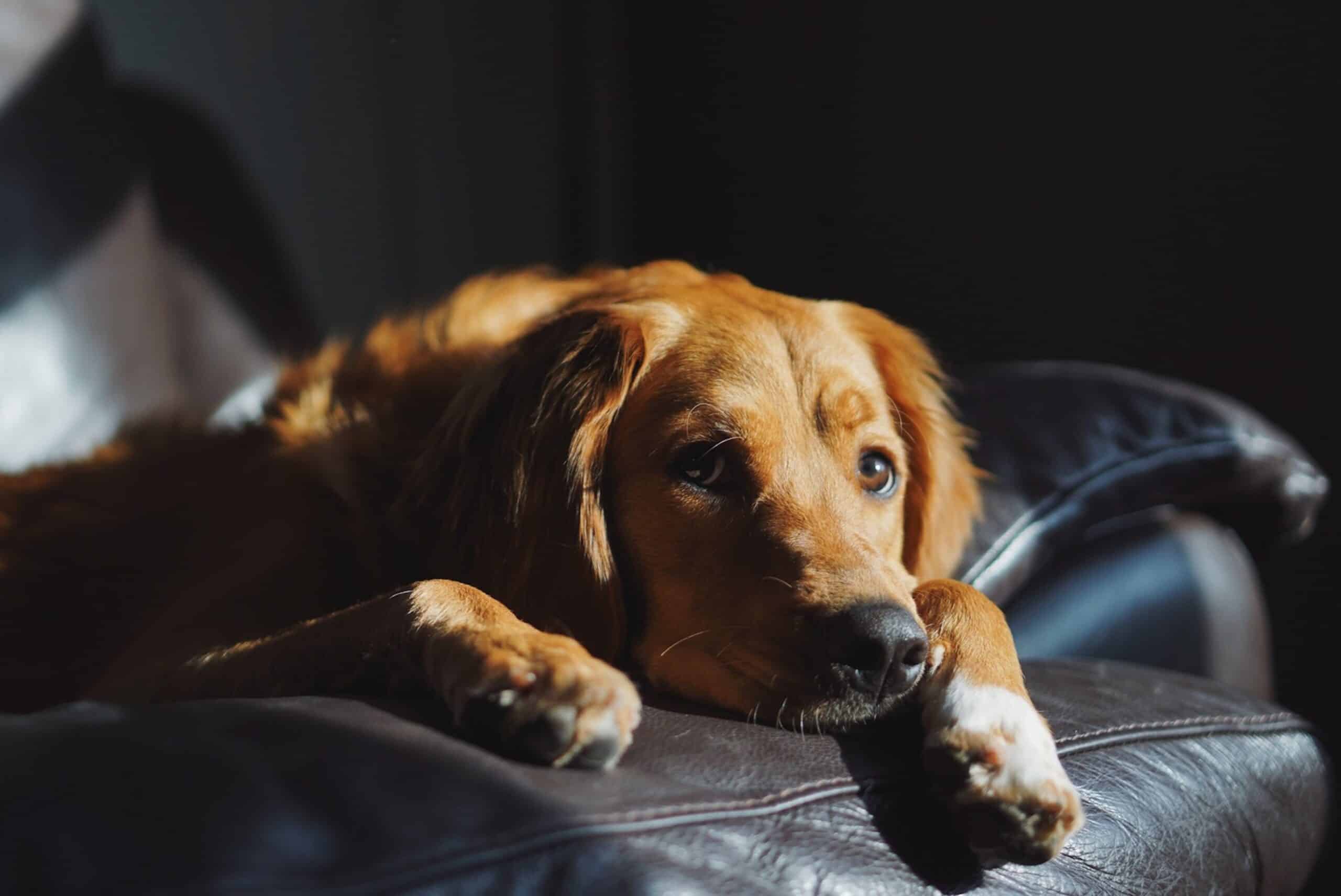 Hip Dysplasia in Dogs