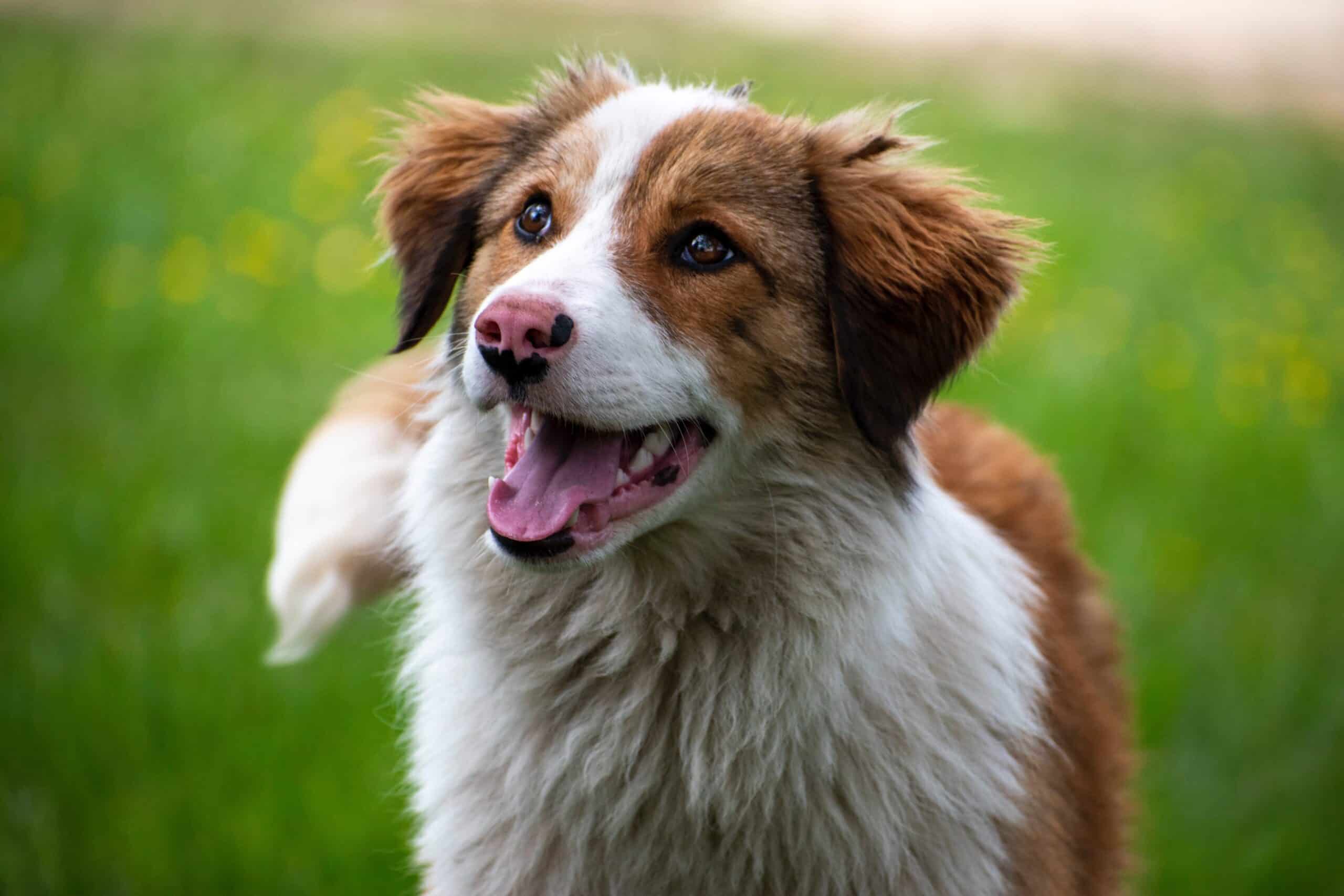 Do Dogs Lose Baby Teeth?