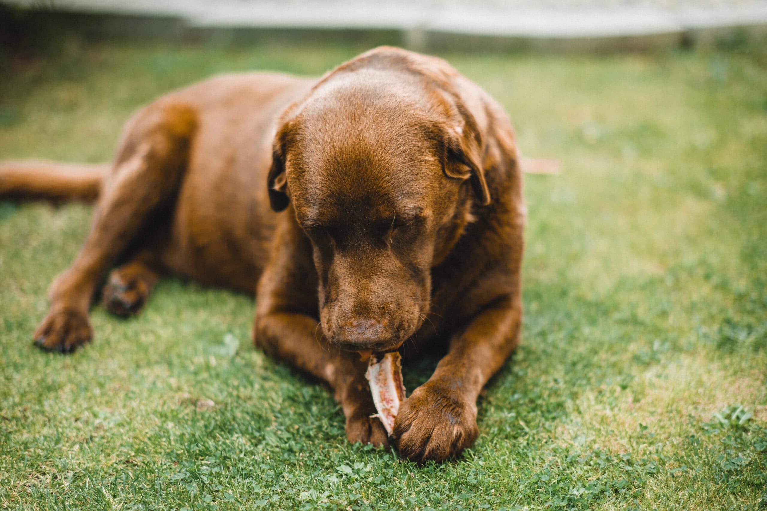 Are Pig Ears Good for Dogs?