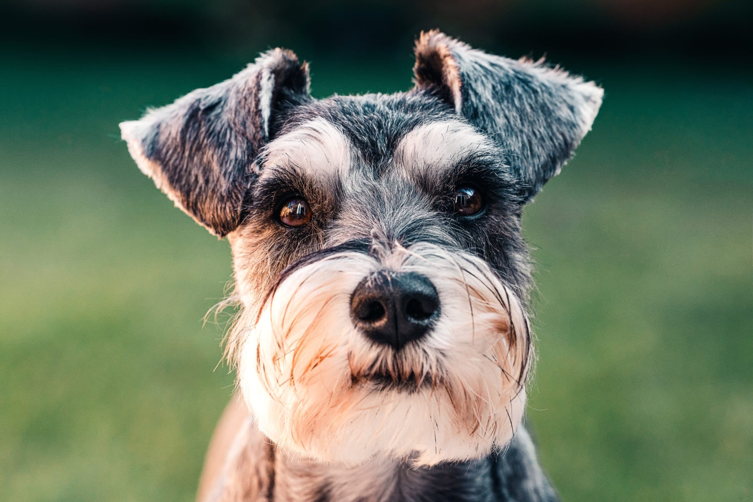 Can I Use Neosporin On My Dog?