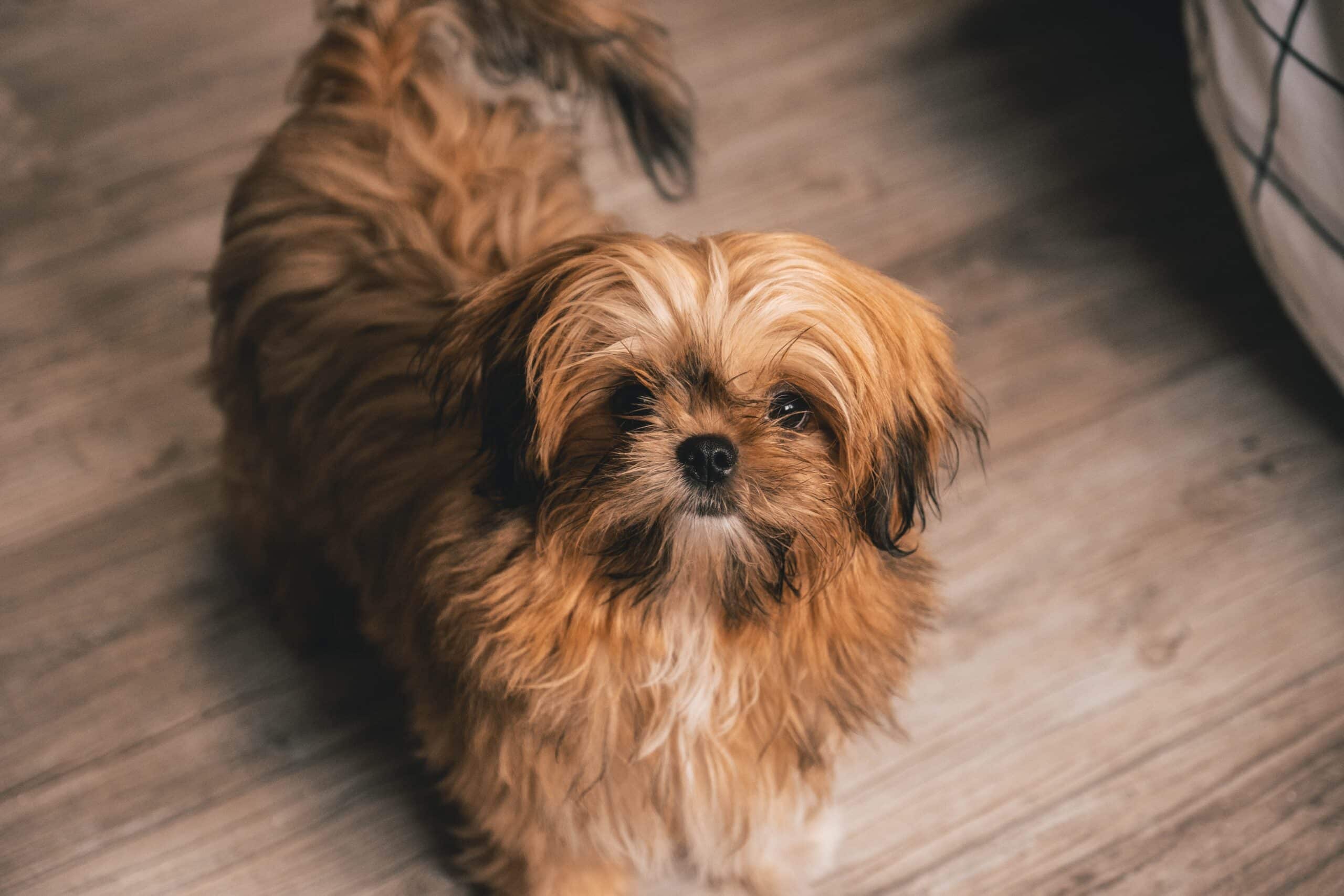 Shichon: Complete Guide to the Shih Tzu Bichon Frise Mix (Zuchon, Teddy Bear)