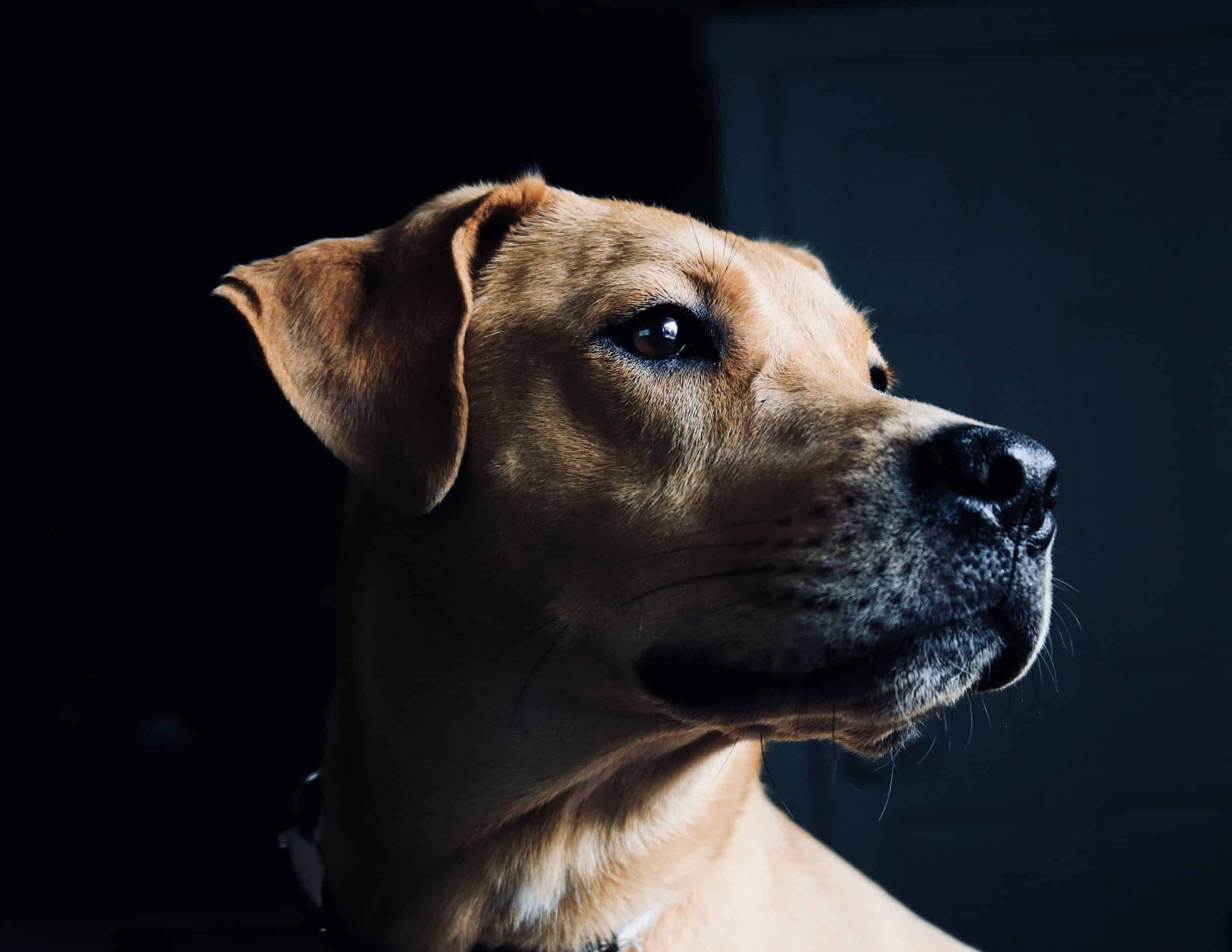 Rehoming Your Pet with Care and Responsibility