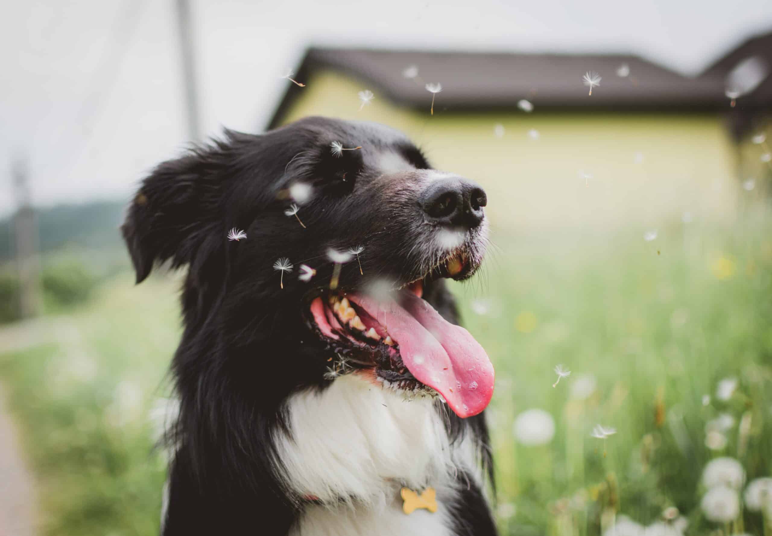 Can Dogs Get Pink Eye?