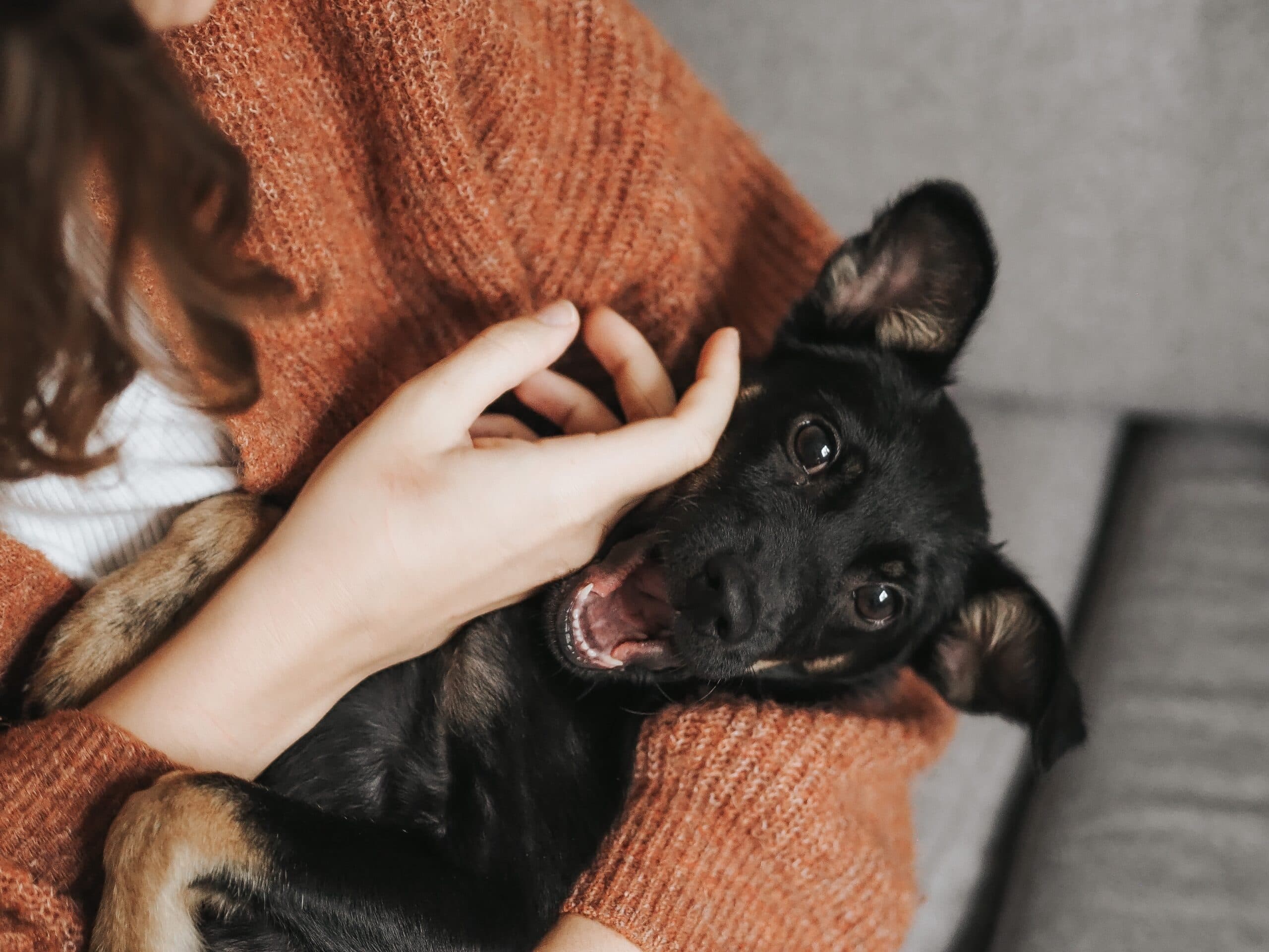 Puppy Hiccups: A Quirky Part of Owning a Dog