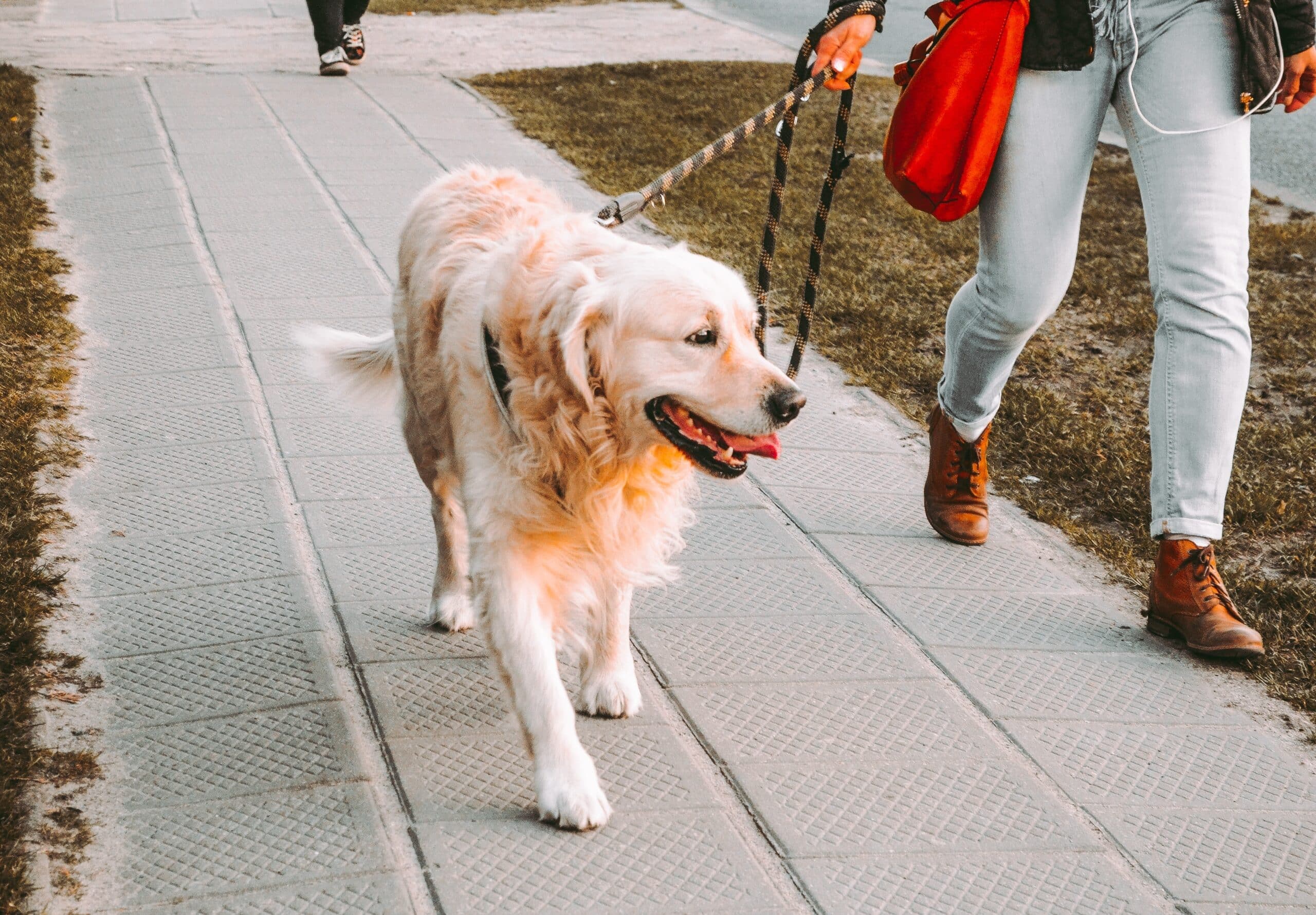 Dog Walking Games: Enrich Your Pet’s Walk