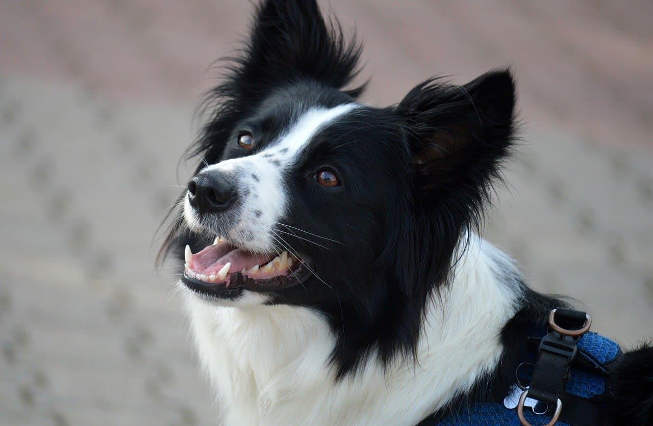 200+ Black and White Dog Names for Tuxedos, Pandas & Pongos