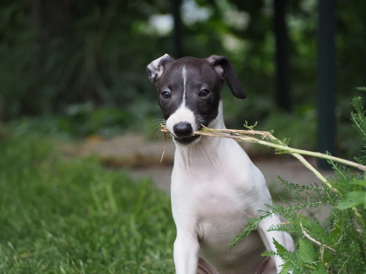 Italian Dog Names