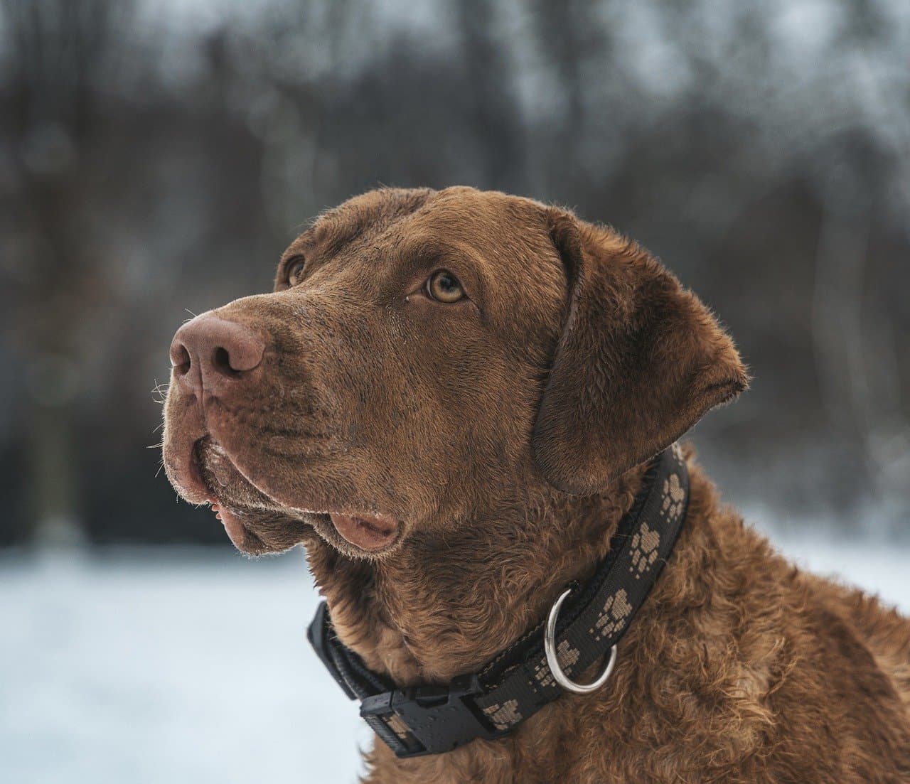 Names for Brown Dogs