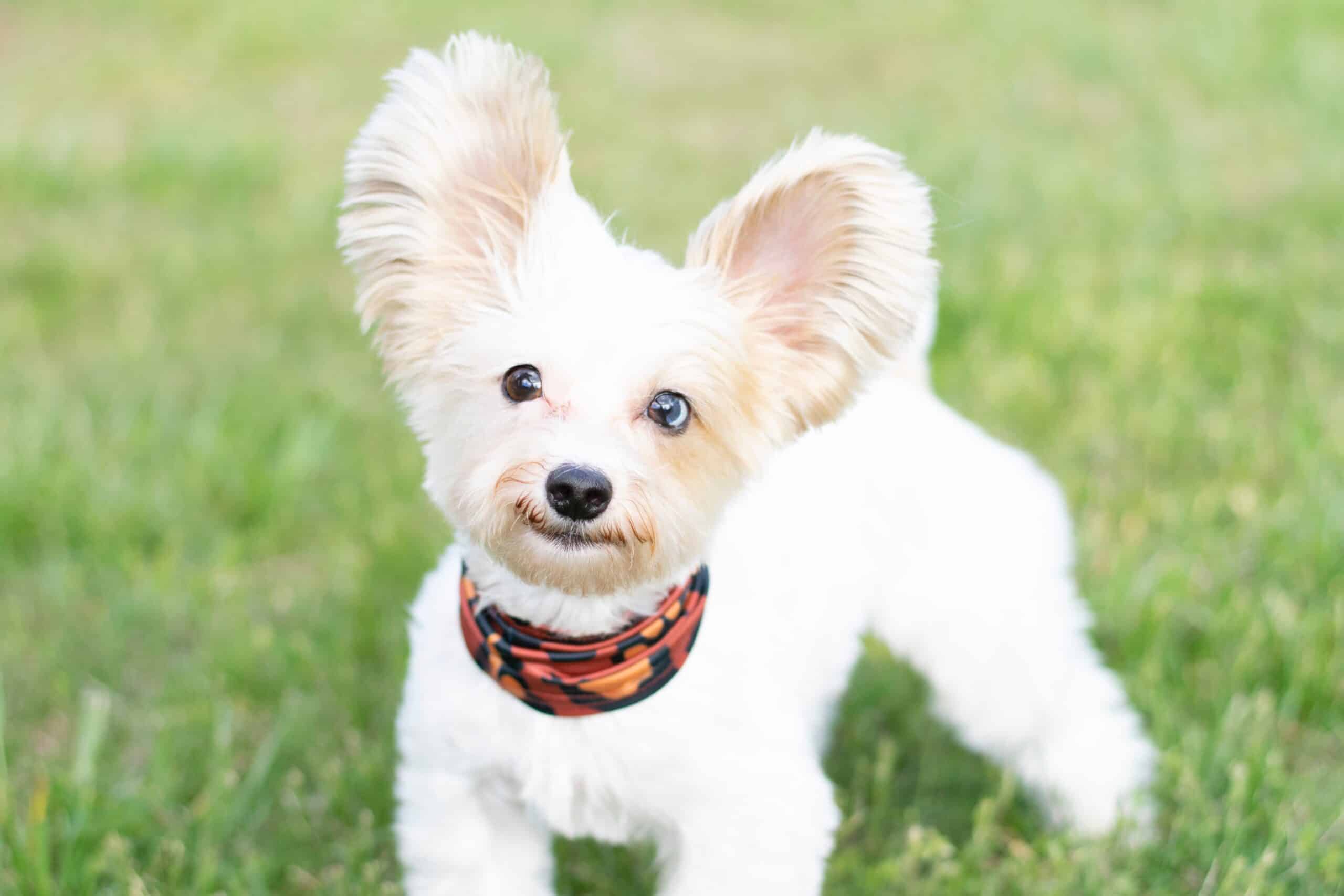 Names For White Dogs