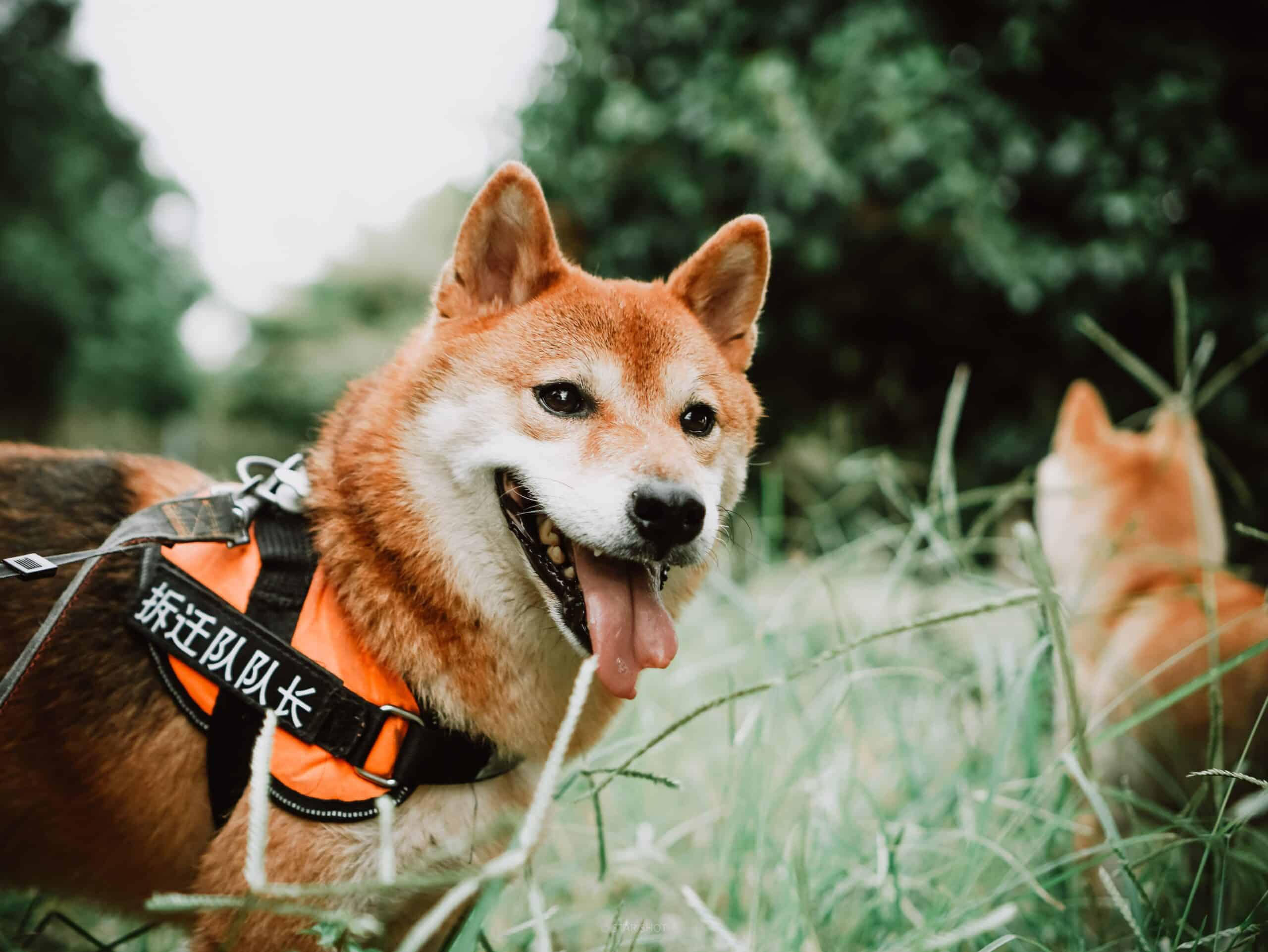 Japanese Dog Names: 200+ Ideas for Male, Female & Anime Lovers