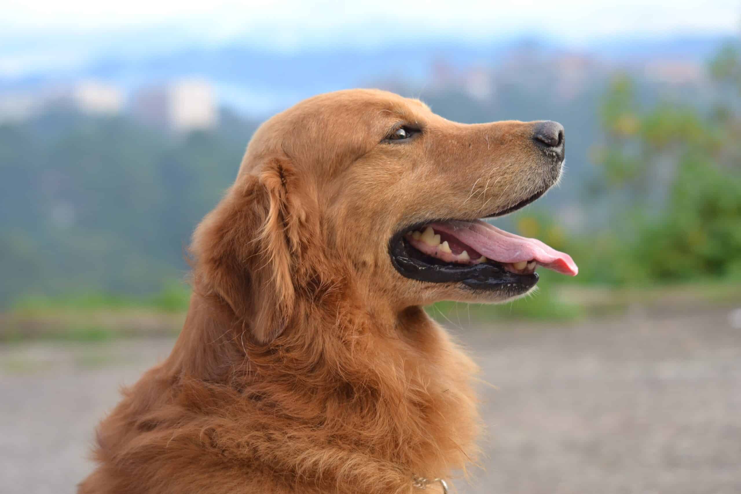 Dog Names for Golden Retrievers
