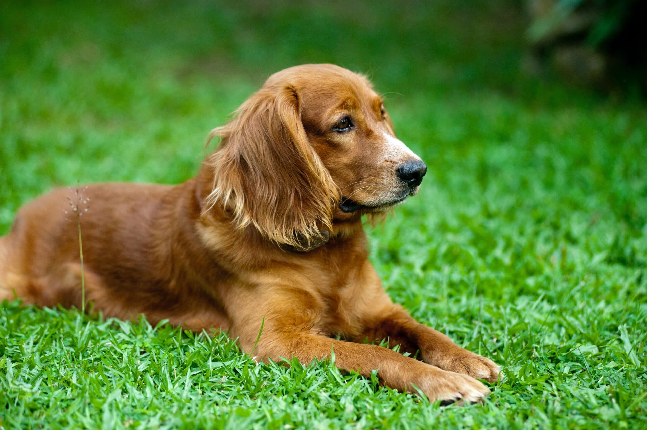 Urinary Tract Infections (UTIs) in Dogs